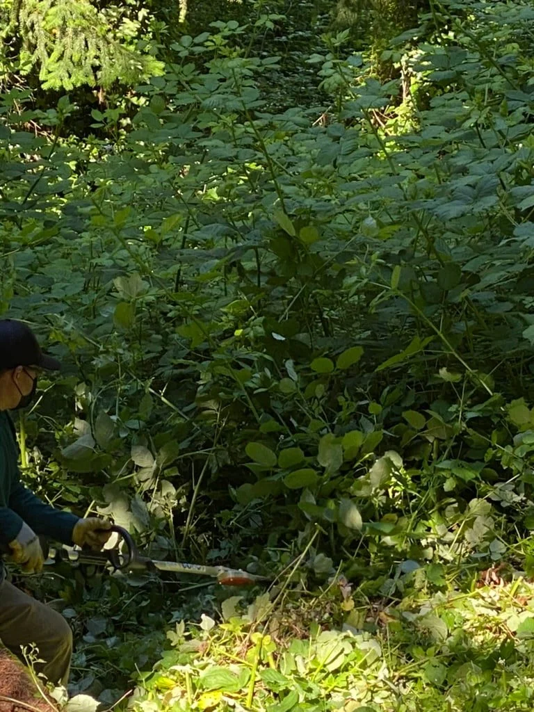 Overgrown Yard Cleanup Portland