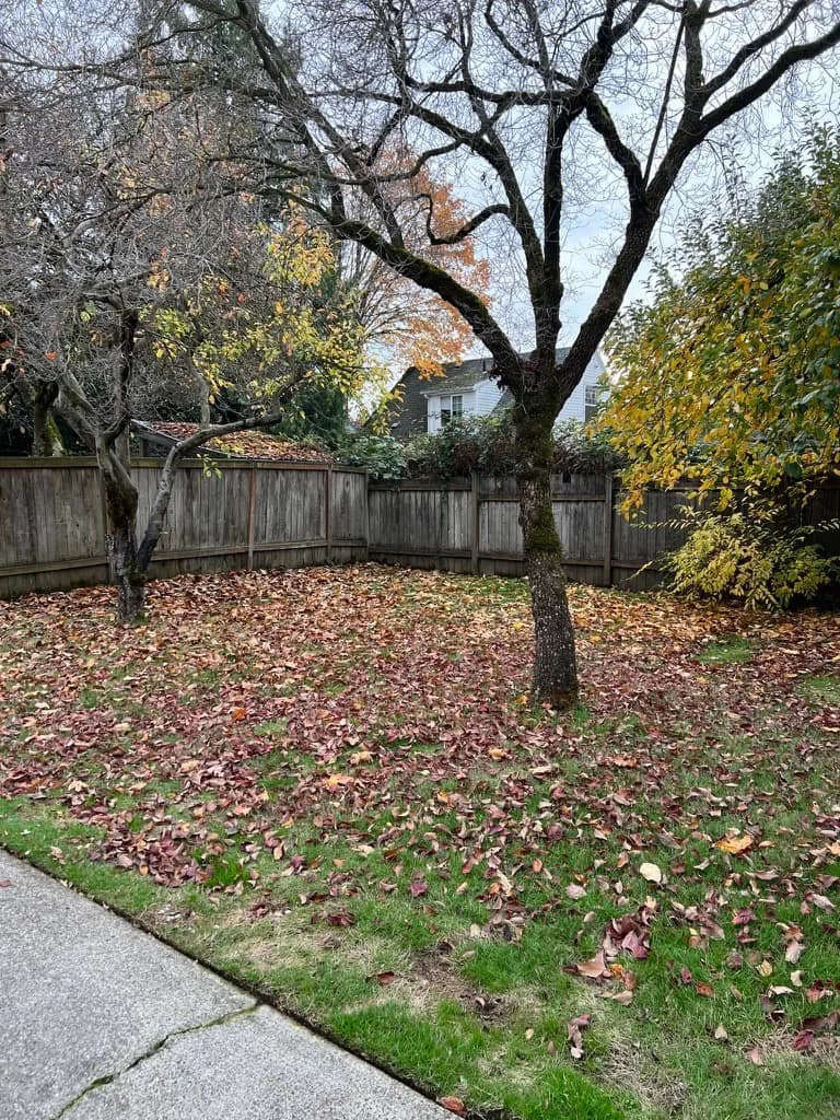 yard cleanup service