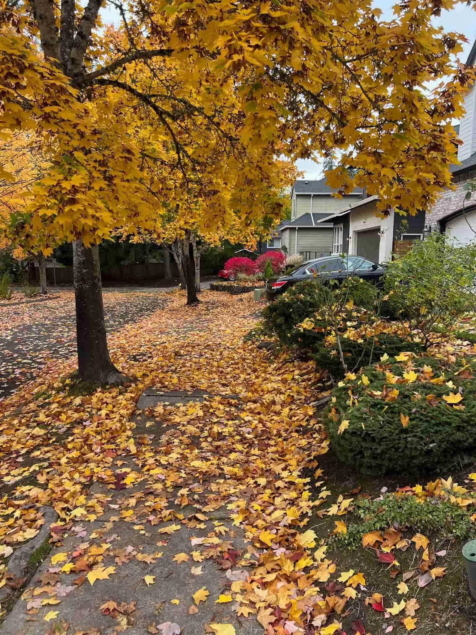 yard maintenance portland