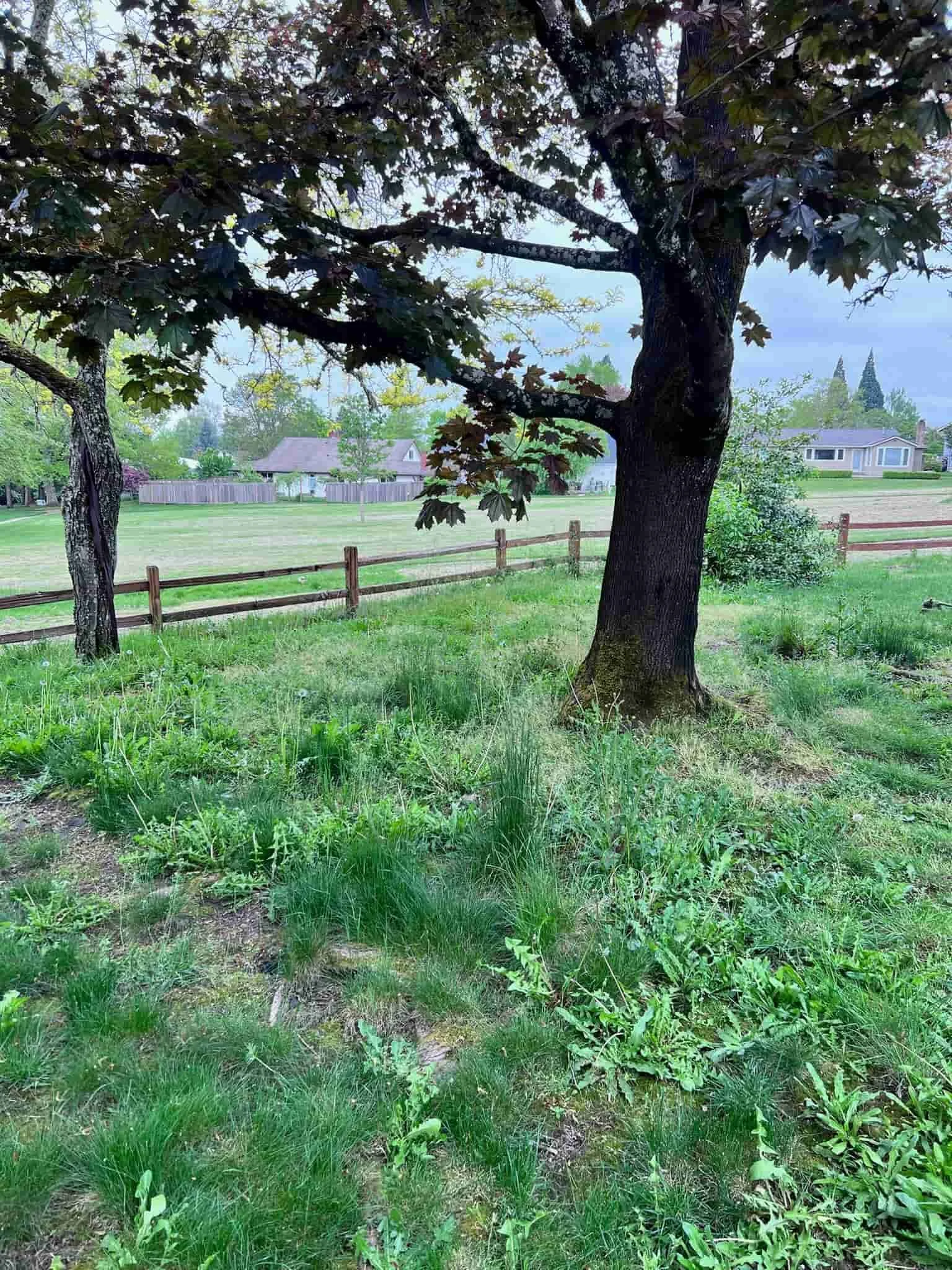 Weed removal
