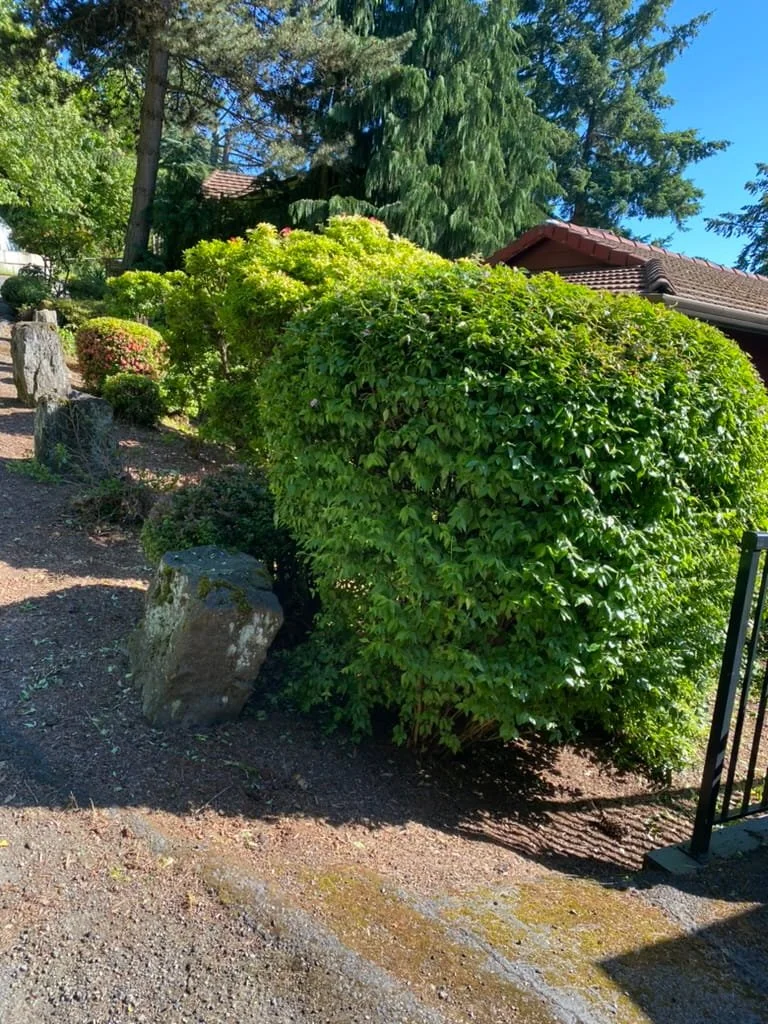Overgrown Shrub
