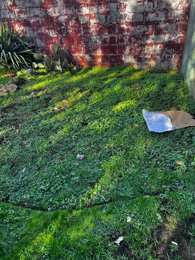 Portland Weed Removal