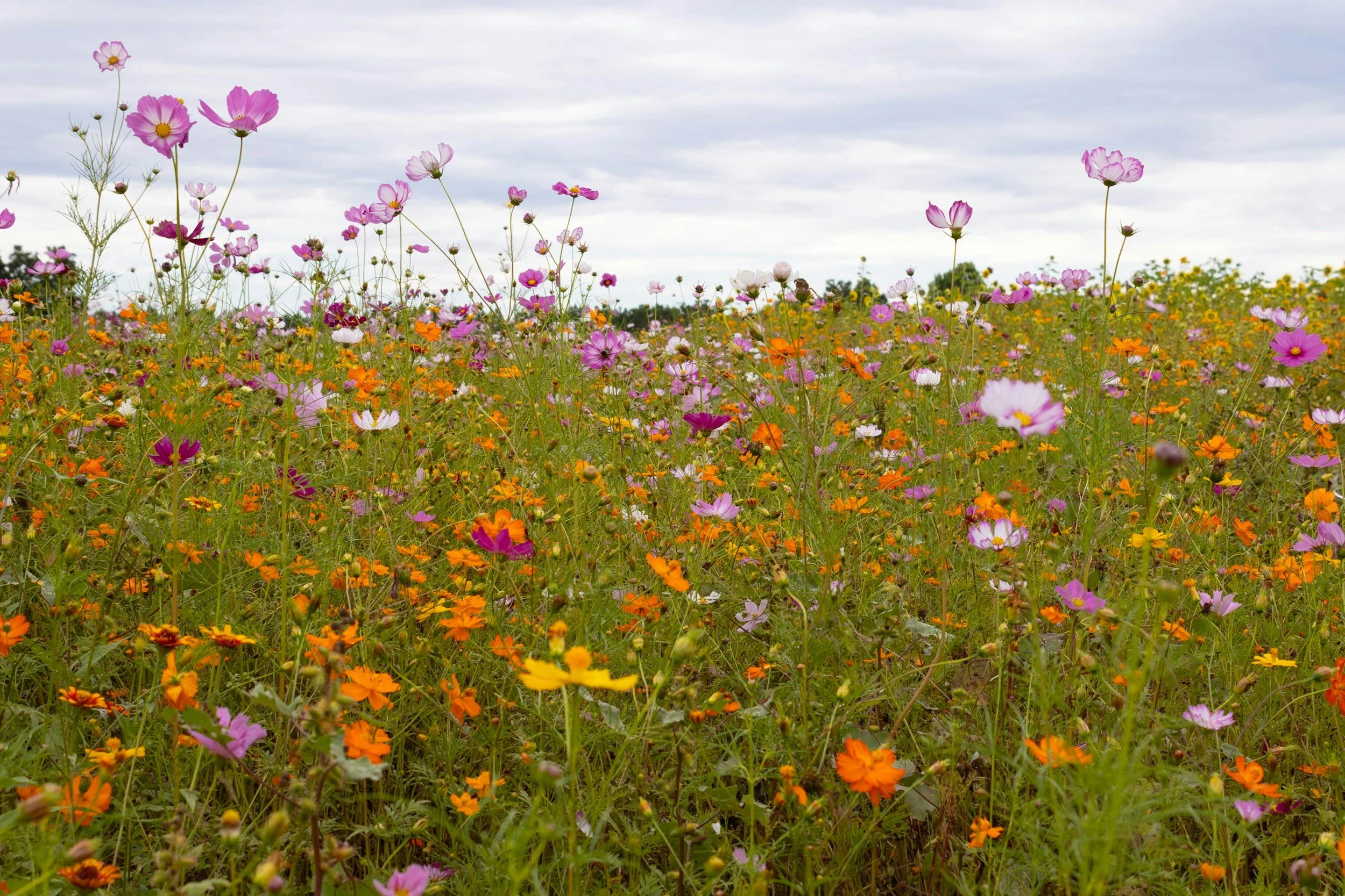 A field of colorful wildflowers including pink, orange, white, and yellow blossoms under a cloudy sky.