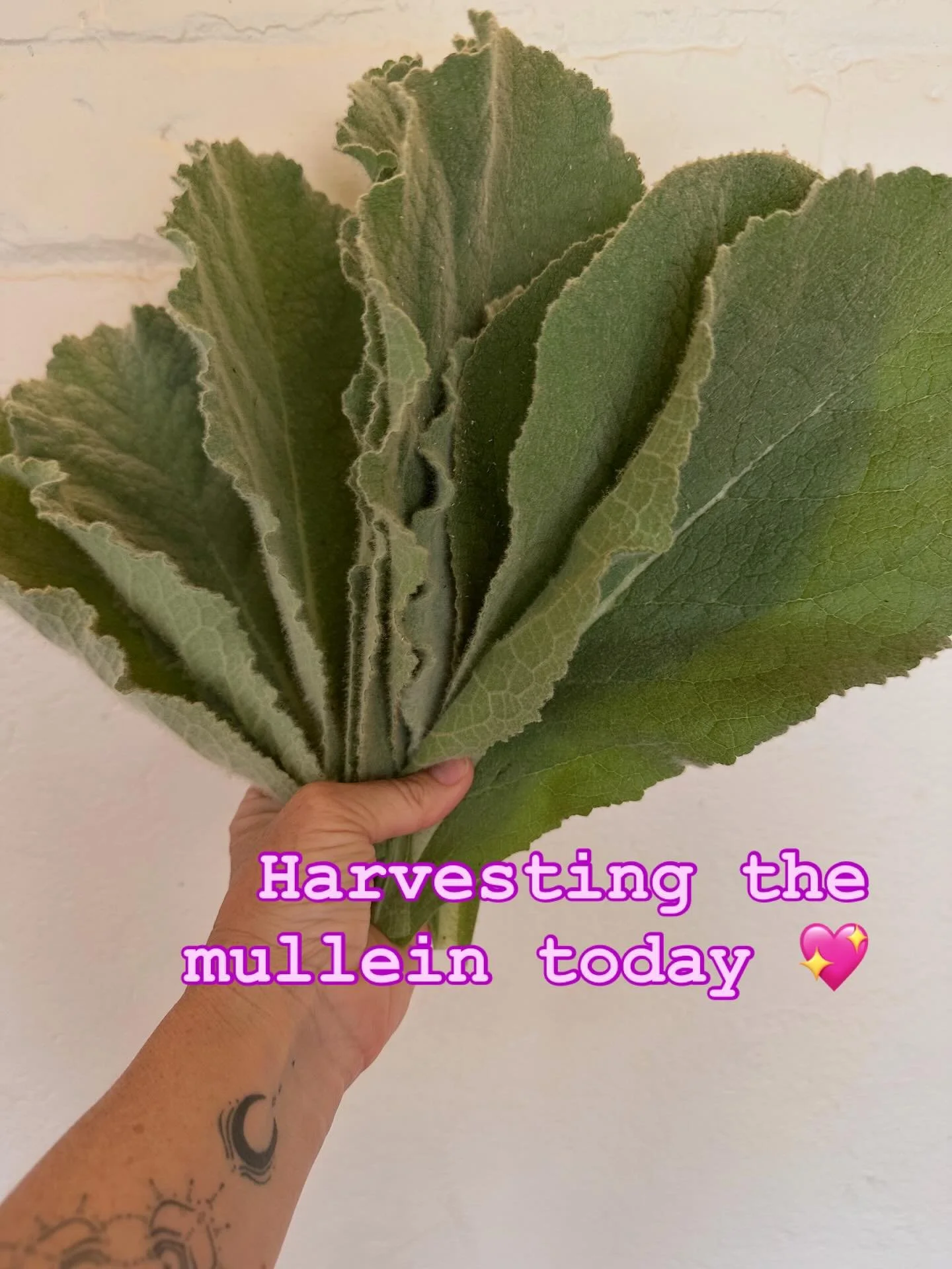 Mullein is one of my favourite herbs to have on hand in our home remedies cabinet 🌿

Traditionally used in Western herbal medicine to:

&bull; Calm dry, irritated coughs
&bull; Support recovery from colds + flu
&bull; Soothe inflamed respiratory tis