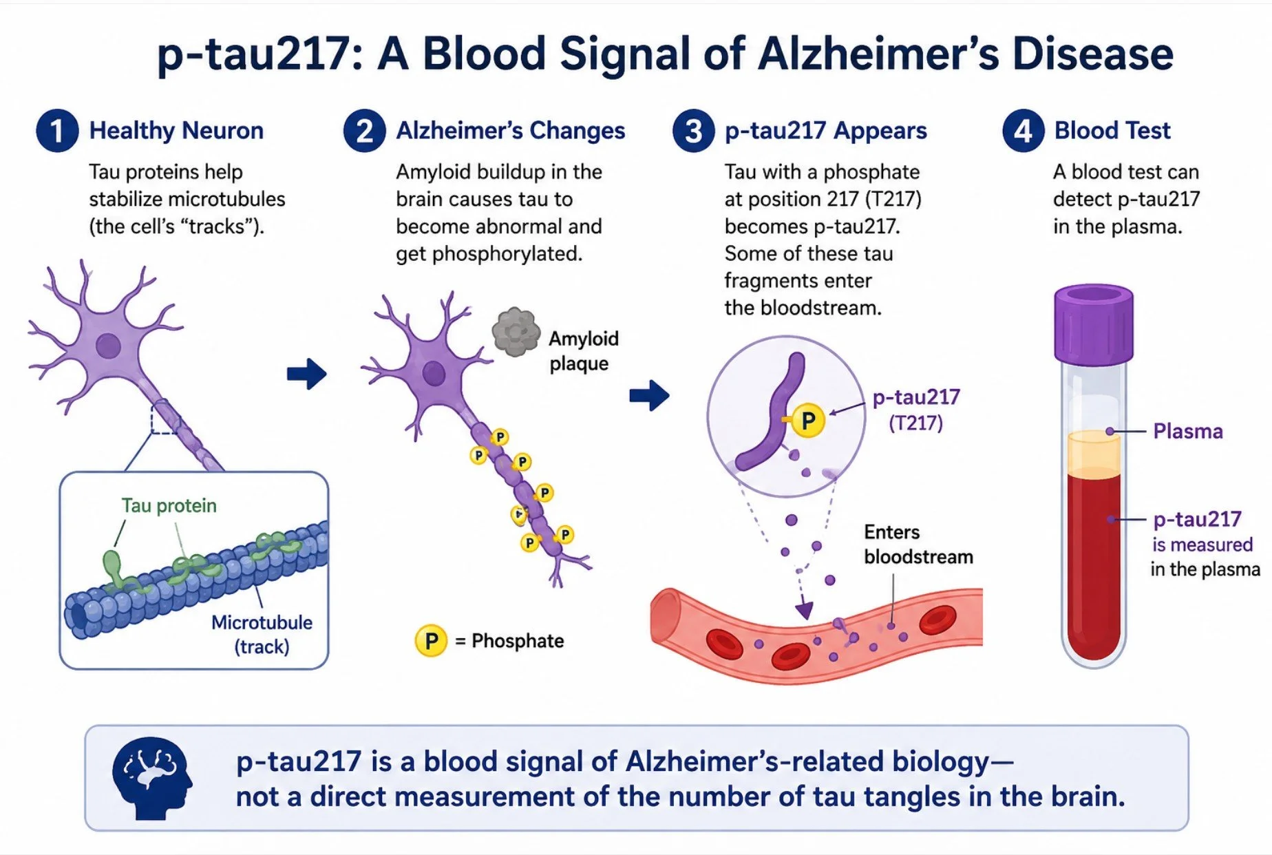 p-tau217 Blood Test: What Your Result Means