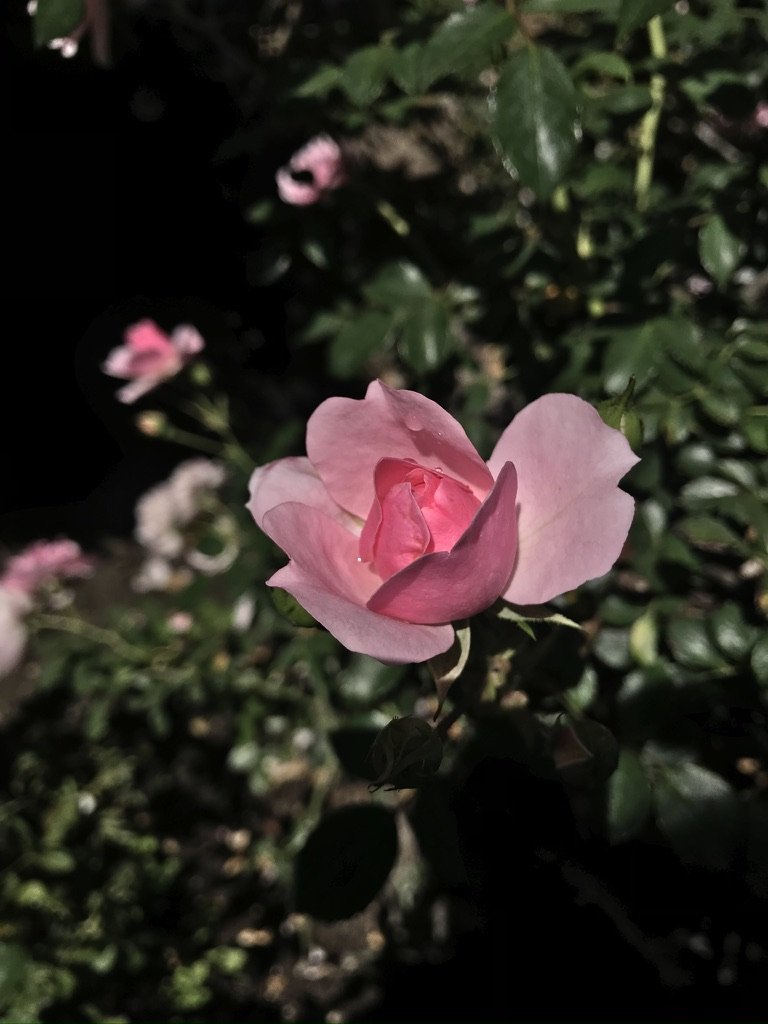 E5014DC2-D51F-4A90-A788-281EF2EB21F5_1_105_c.jpeg