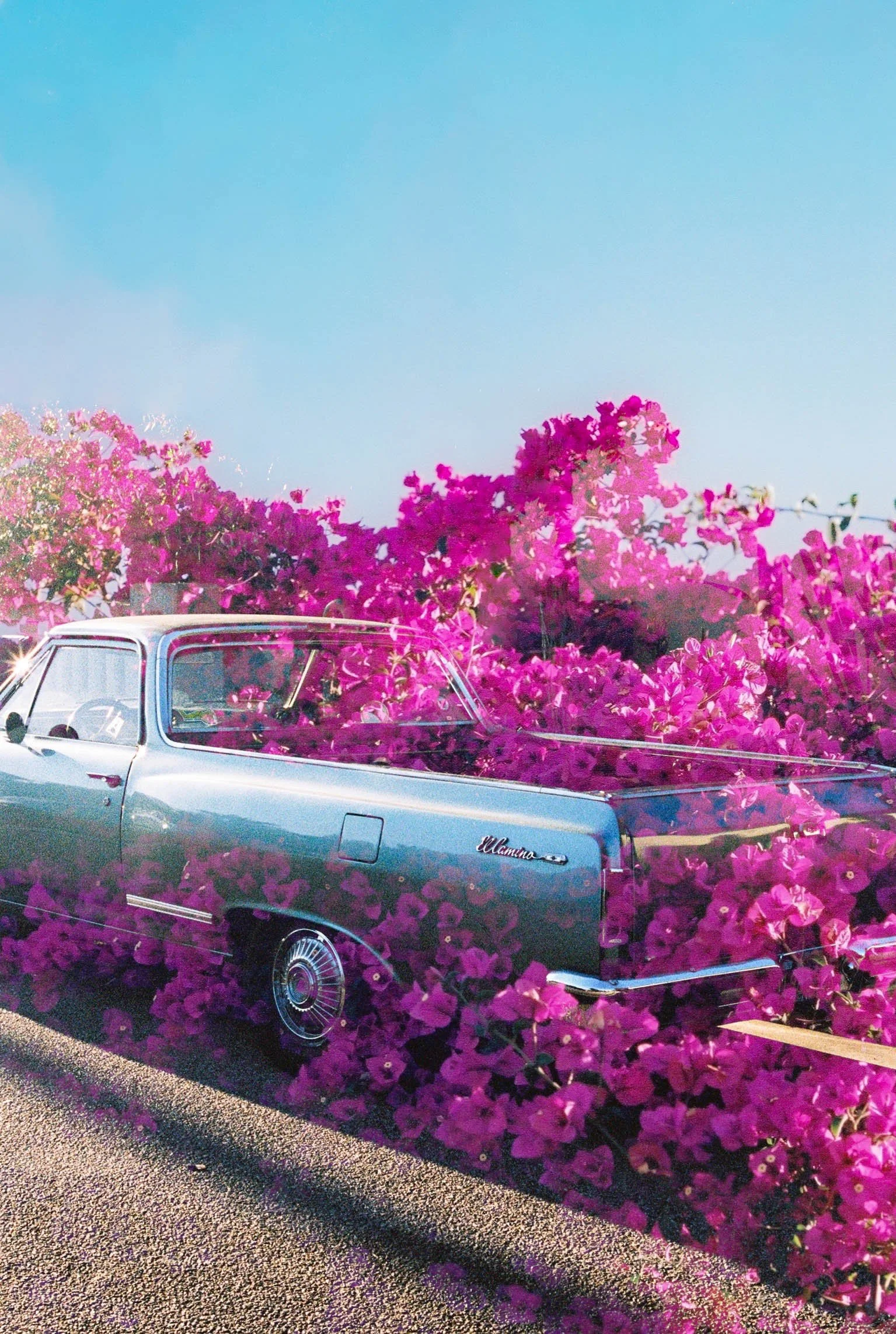 Bouganvilla and El camino.jpg