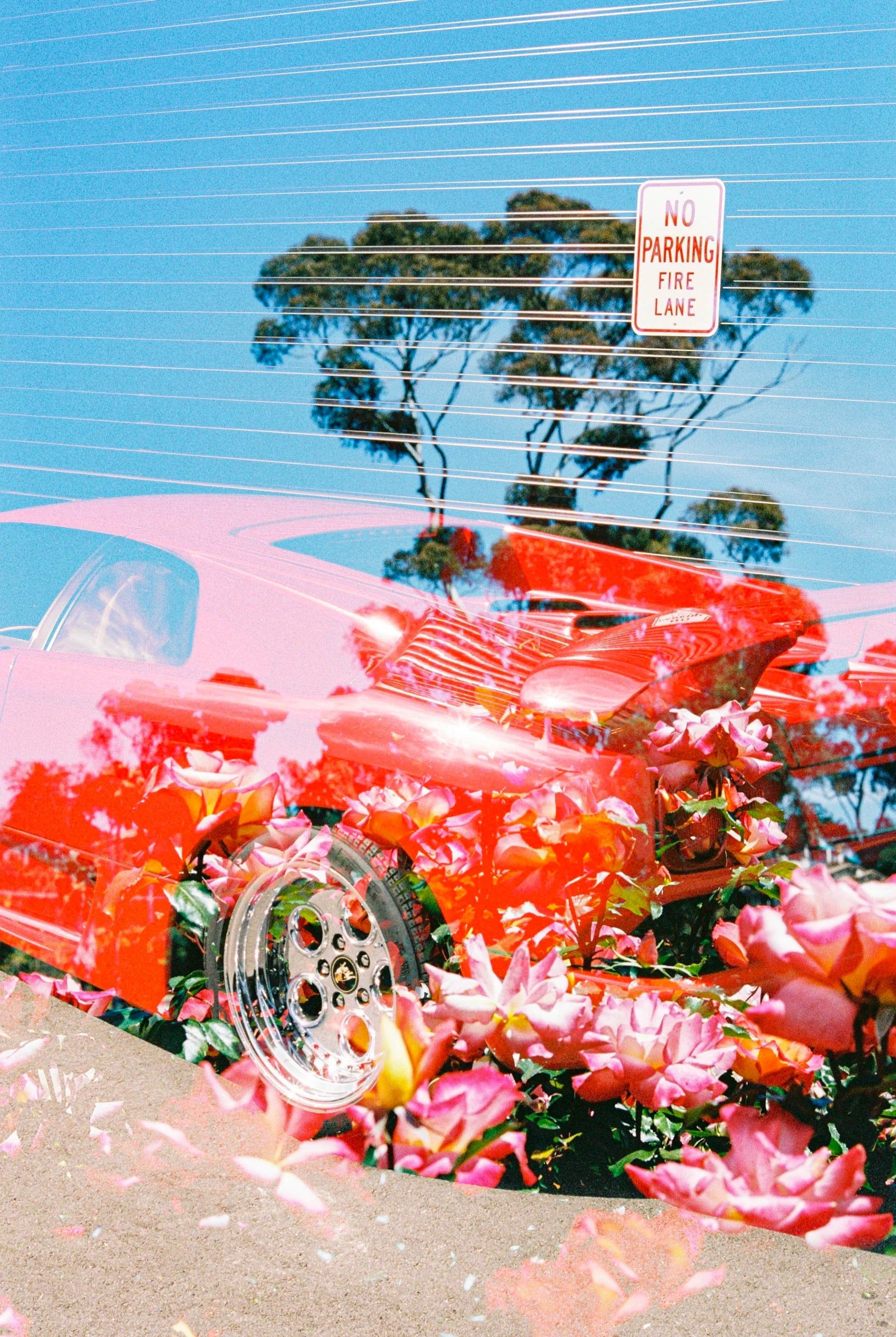 Diablo's Roses-2 copy.jpg