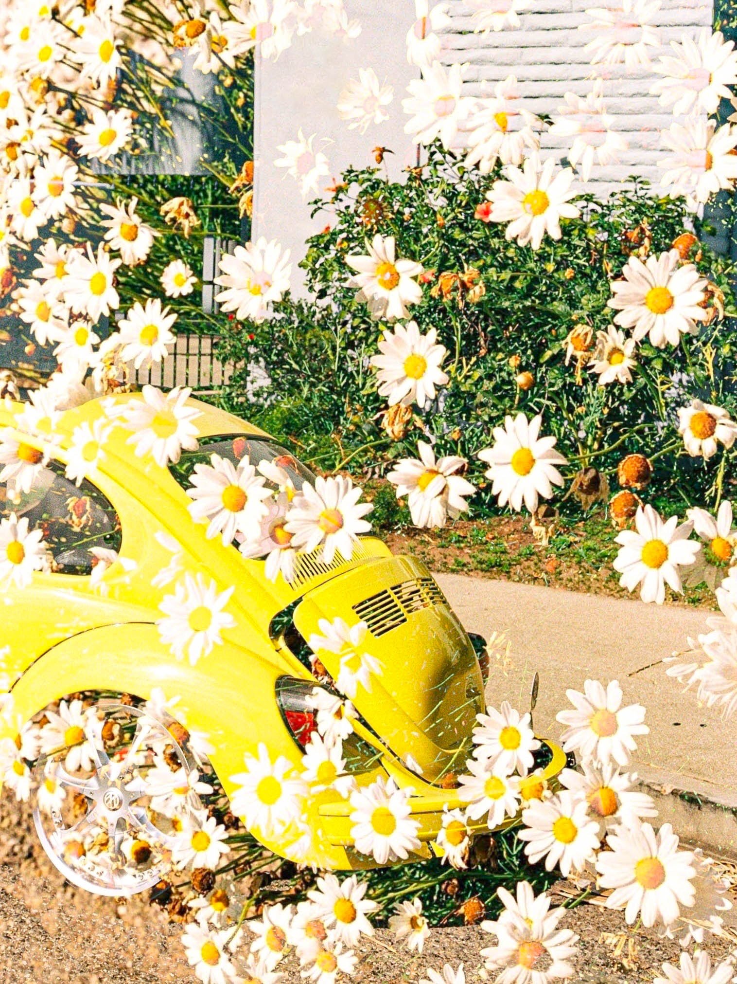 Diasy Bug-2.jpg