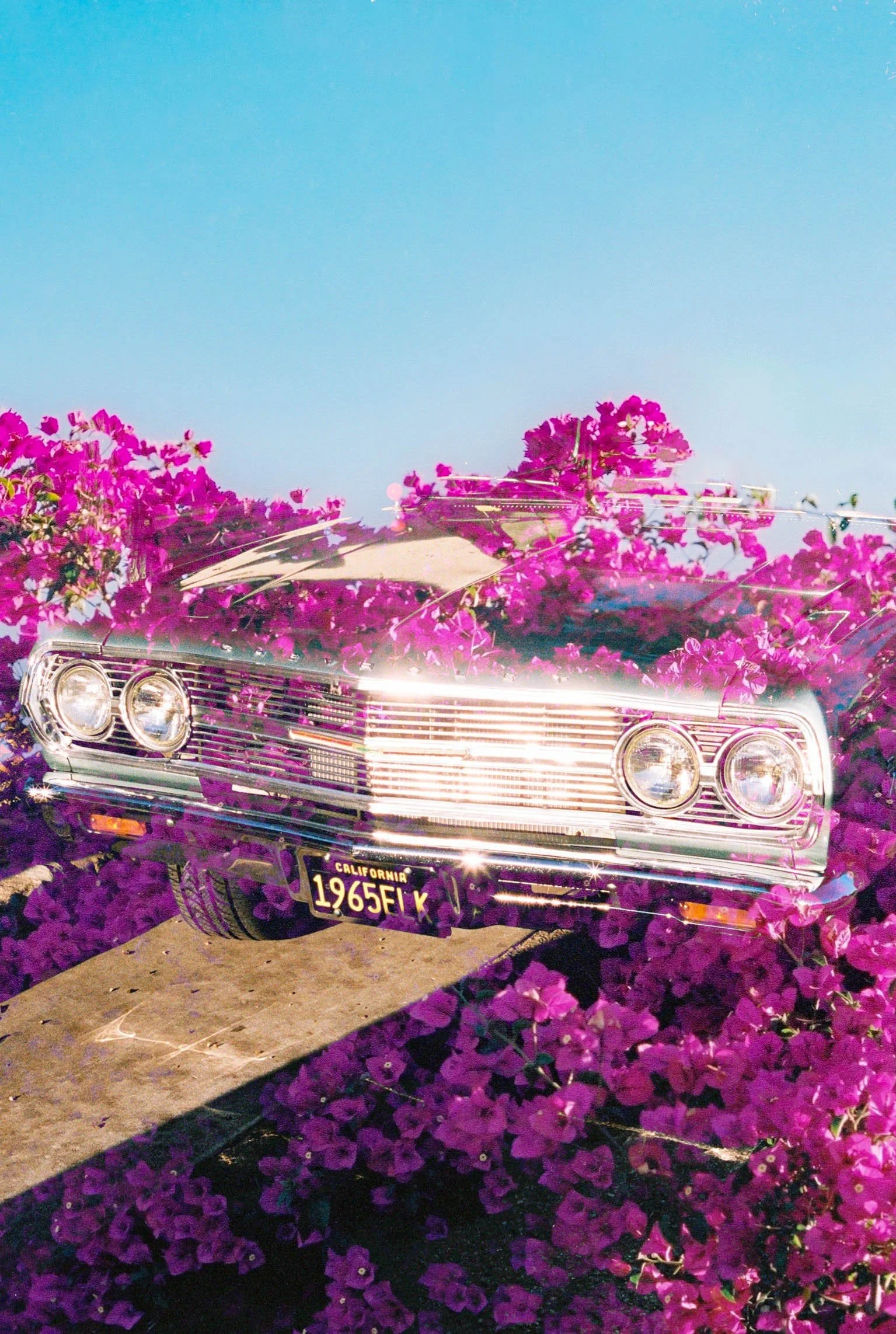 Bouganvilla and El camino-3 copy.jpg