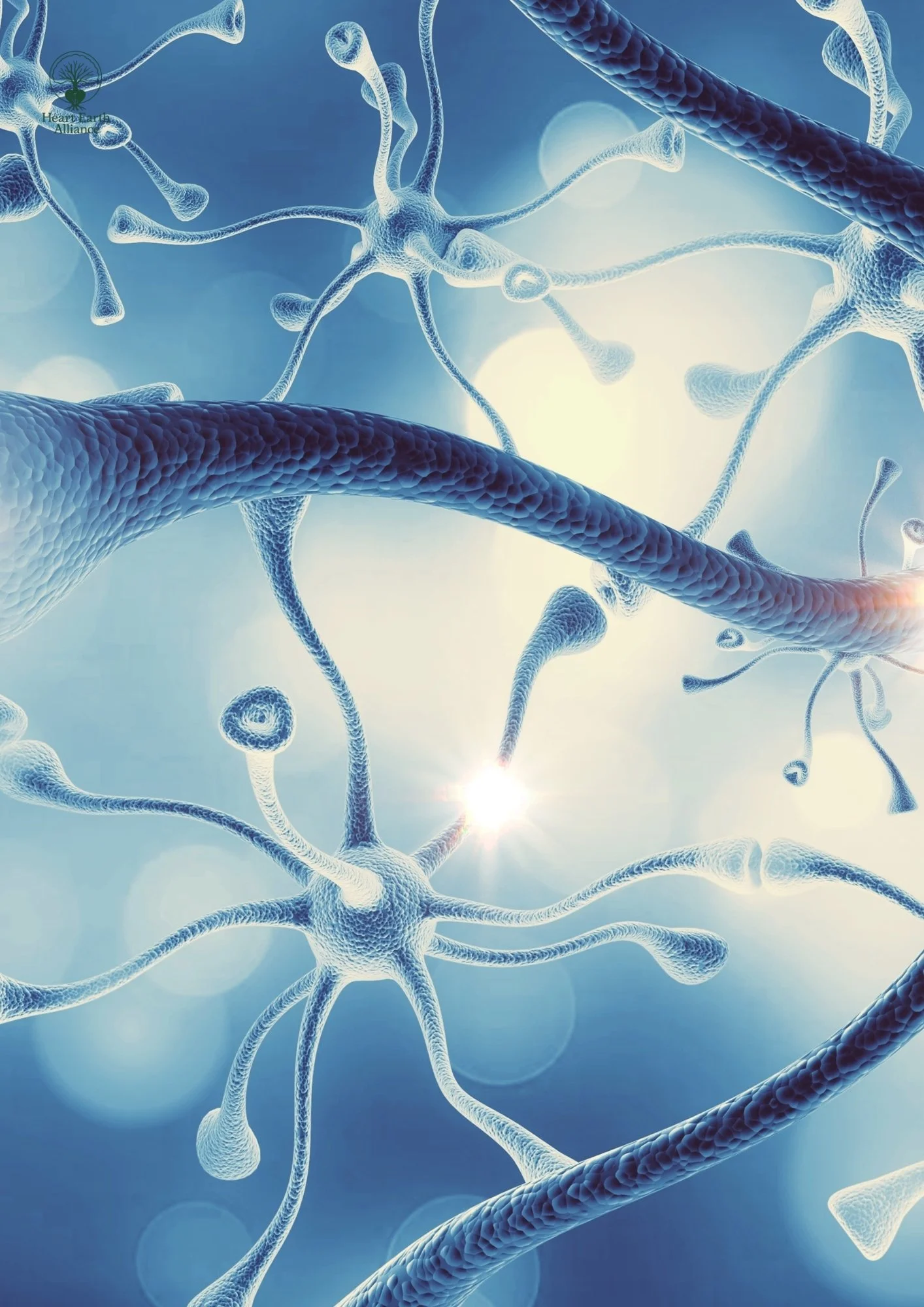 Nervous System Regulation: A Beginner’s Guide to Better Mental Health 