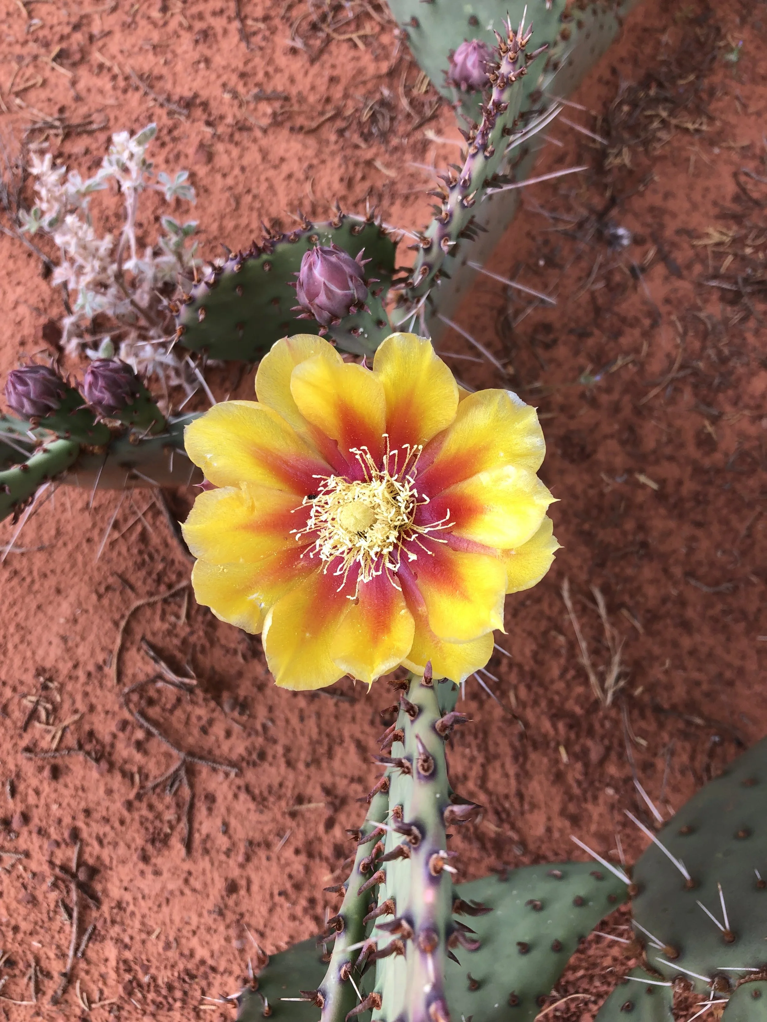 IMG_1113.jpeg (Copy)