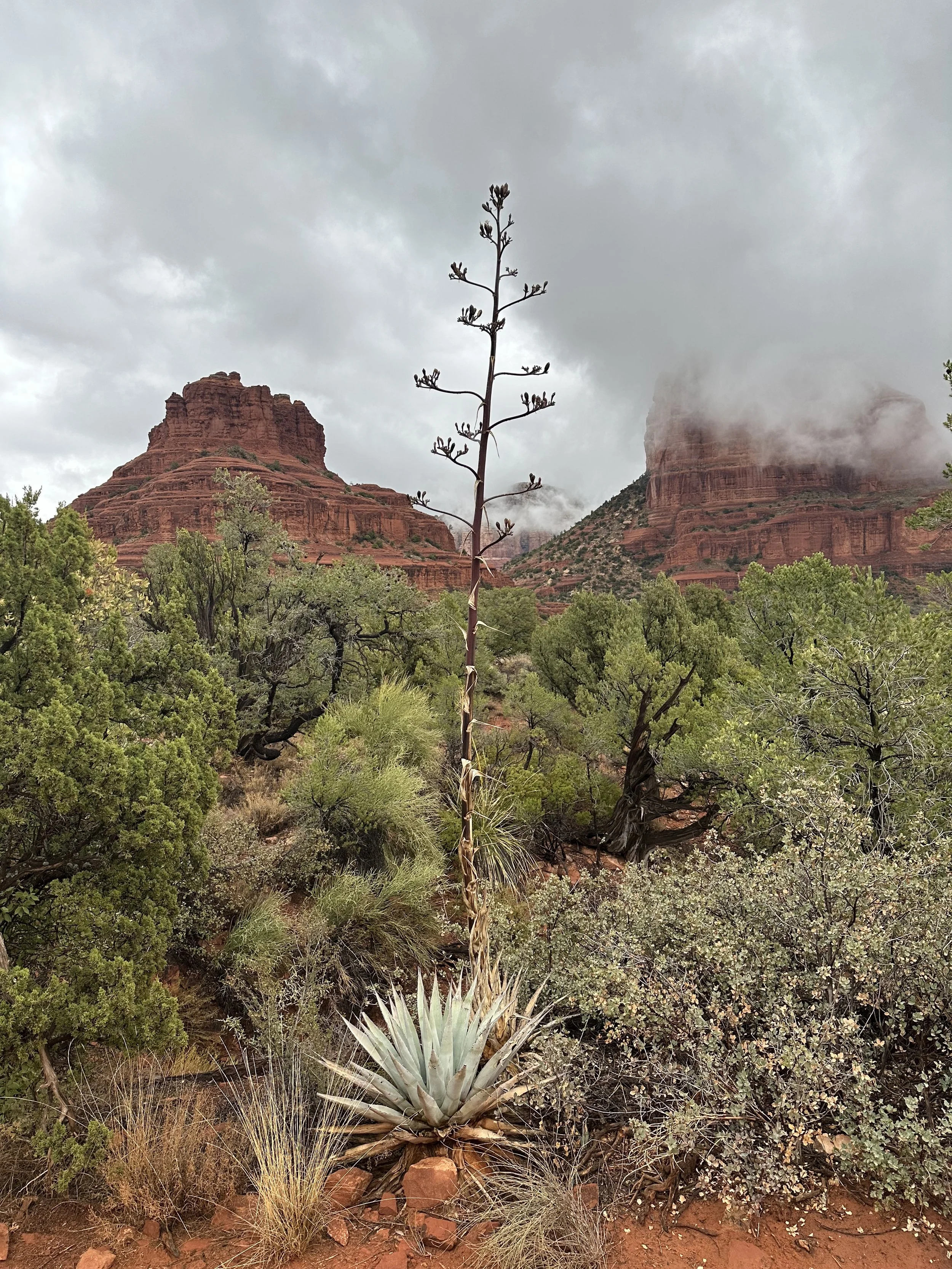 IMG_7386.jpeg (Copy)