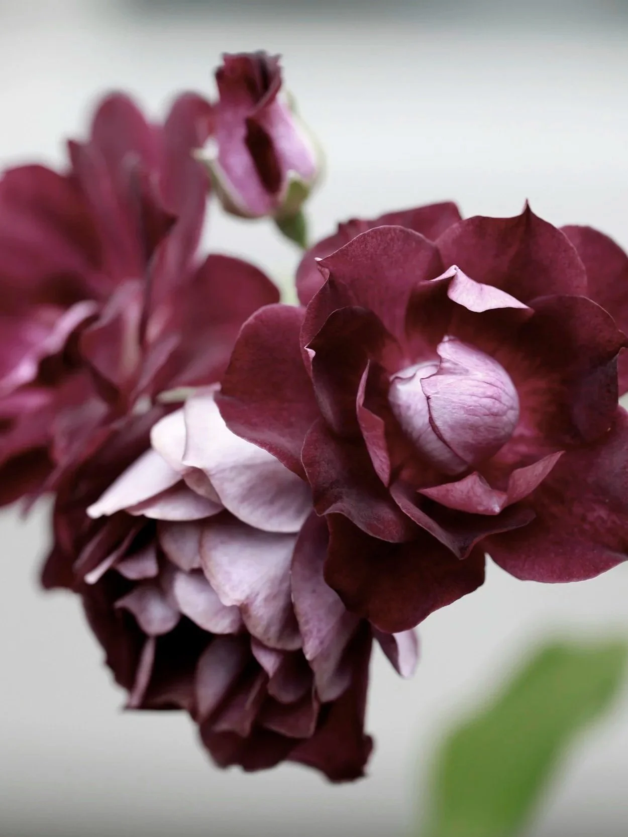 grief therapy kitchener waterloo