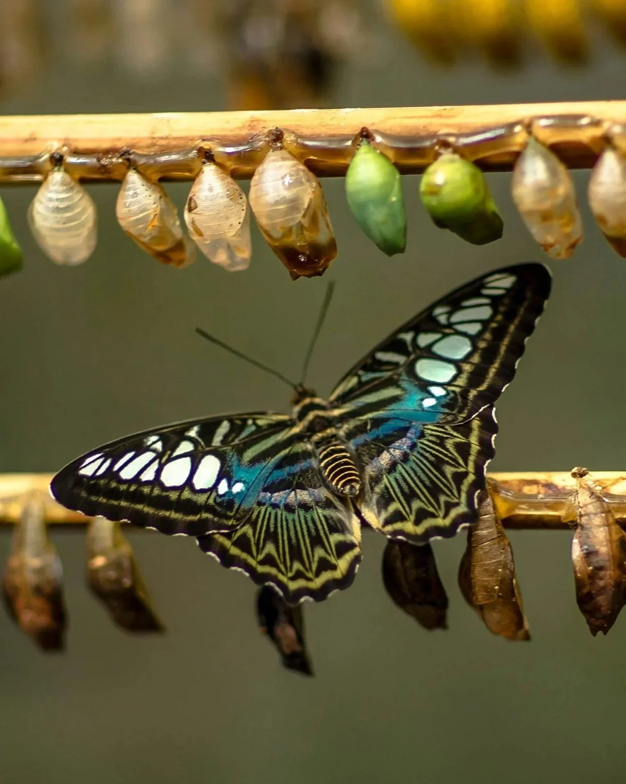 therapy with glow mental health anxiety depression trauma