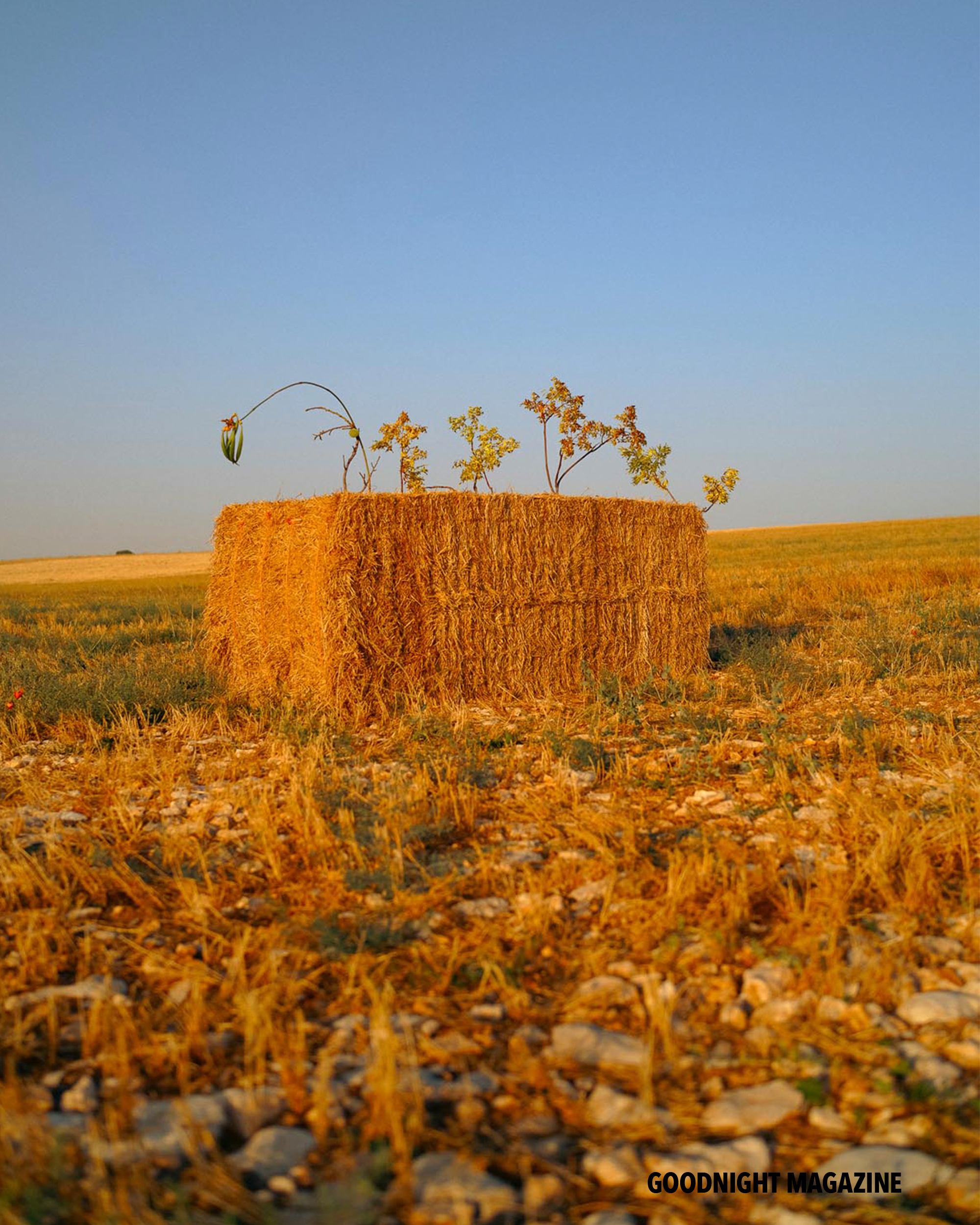 GN Karina Rikun 5 .png