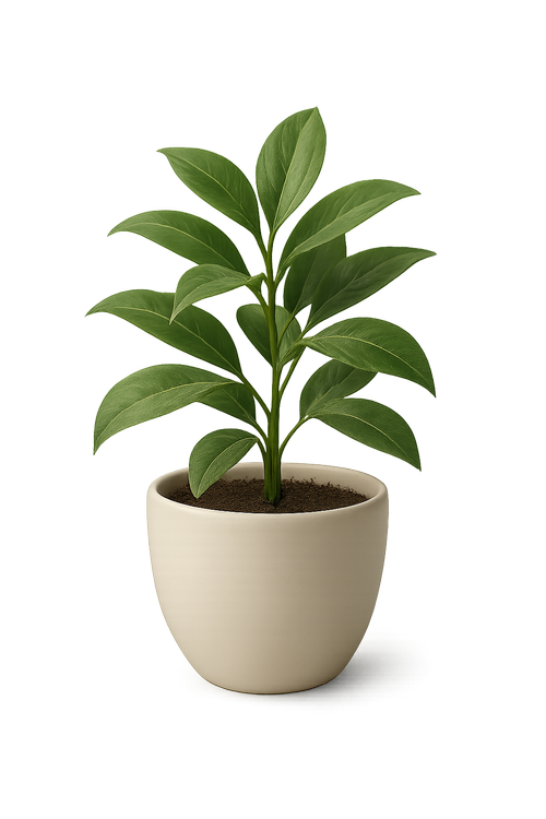 Potted Plant
