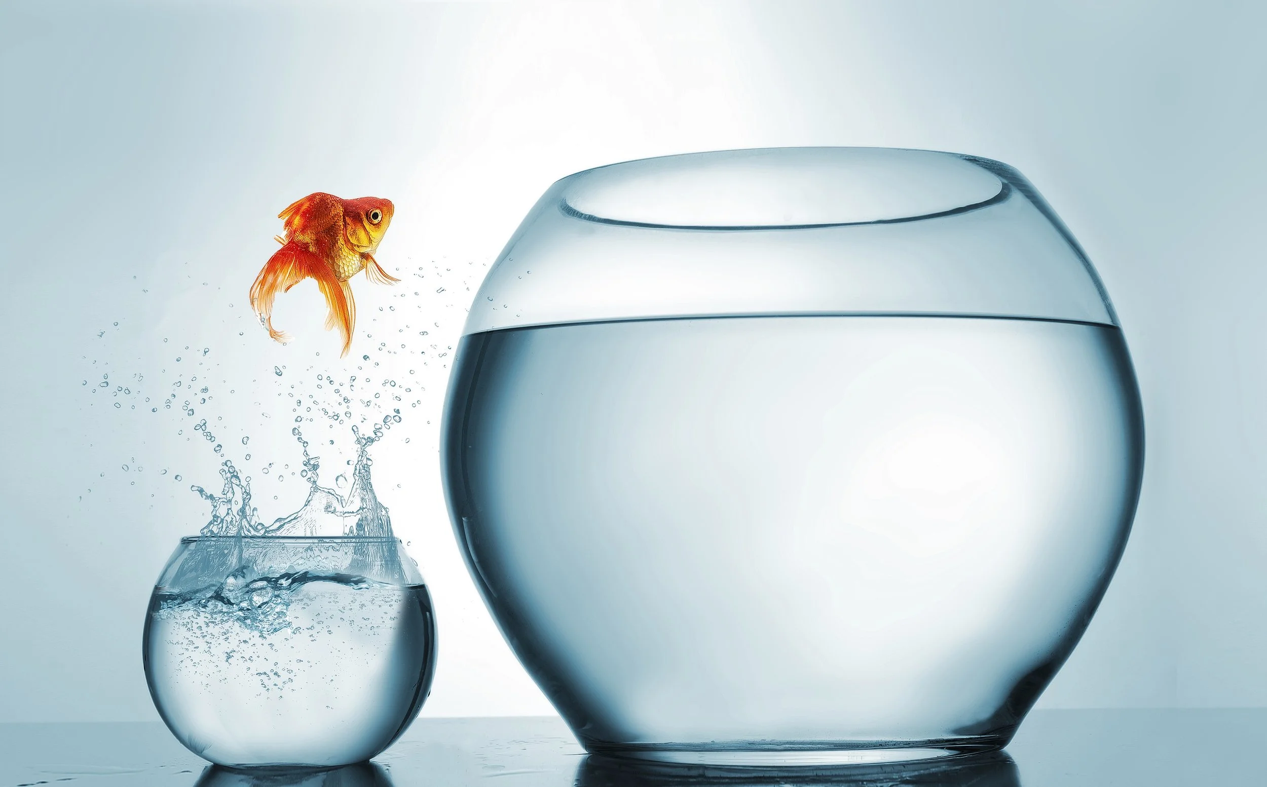 A small goldfish jumping from a smaller fishbowl into a larger fishbowl filled with water.