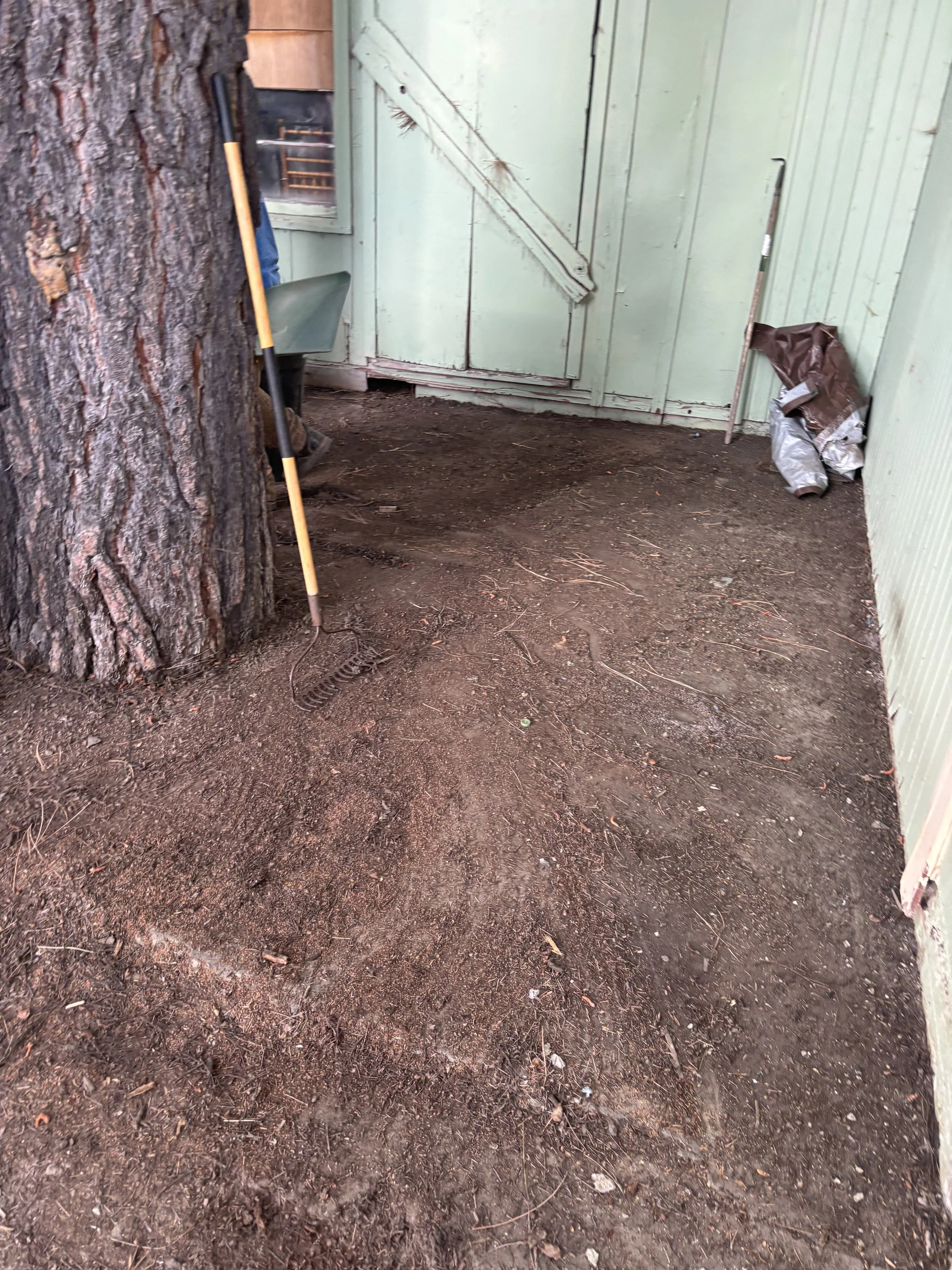Indoor space with a large tree trunk on the left, dirt-covered ground, and light green wooden walls. There is a rake on the ground and a bag of gardening supplies in the corner.