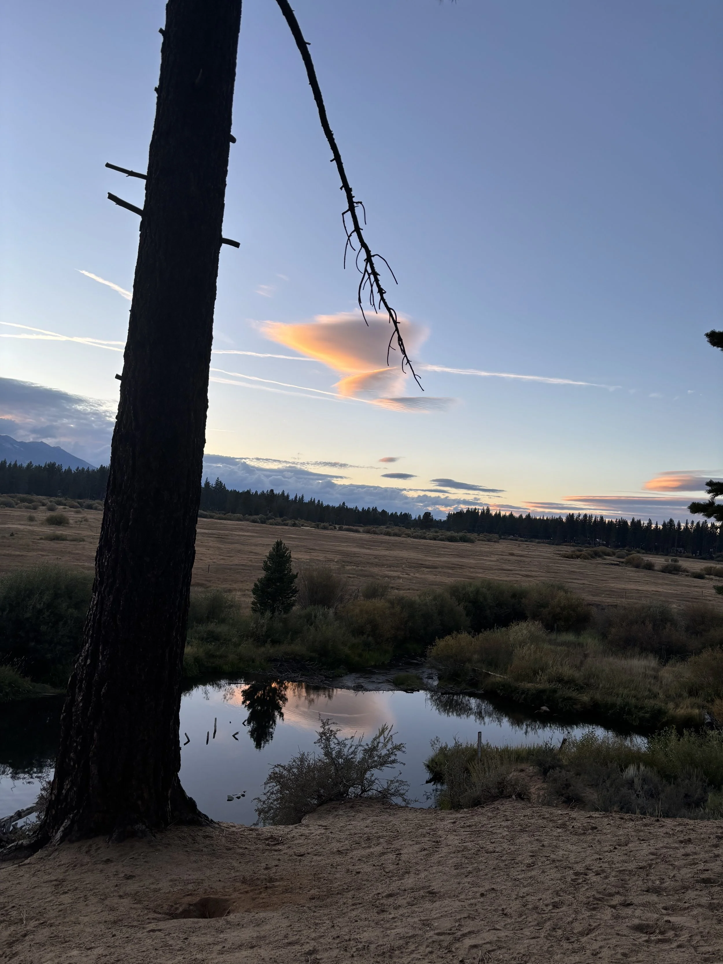 A landscape at dusk with a large, dark, dead tree in the foreground near a body of water that reflects the sky. The sky has late sunset colors with clouds and contrails, and distant forested hills are visible in the background.