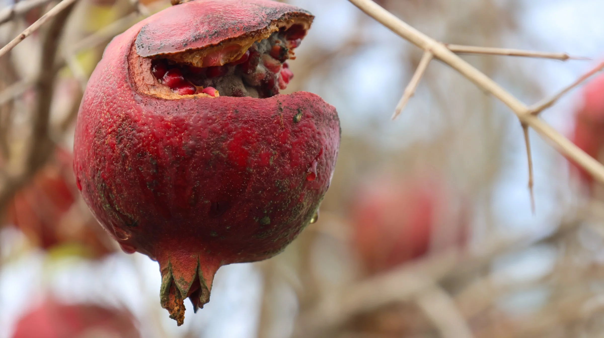 allensworth trip 1-0125 copy.jpg