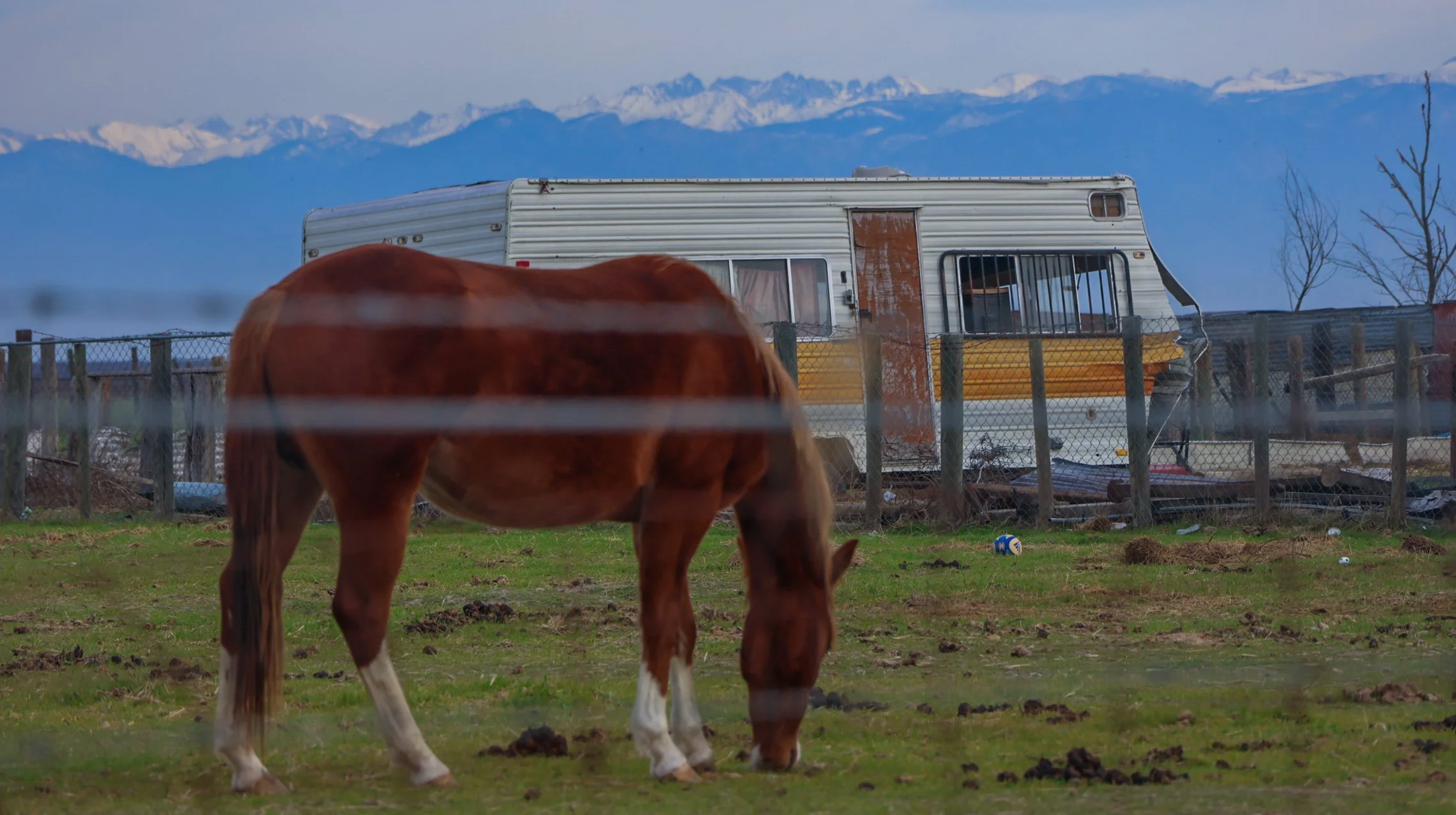 mashup—animals and Isabella_Neenma-05.jpg