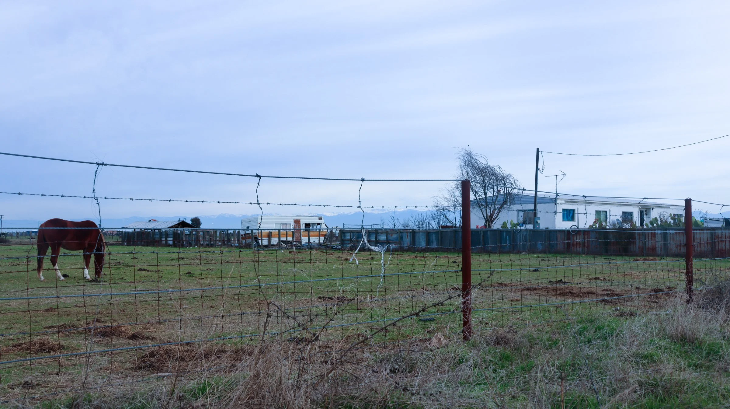 mashup—animals and Isabella_Neenma-02.jpg