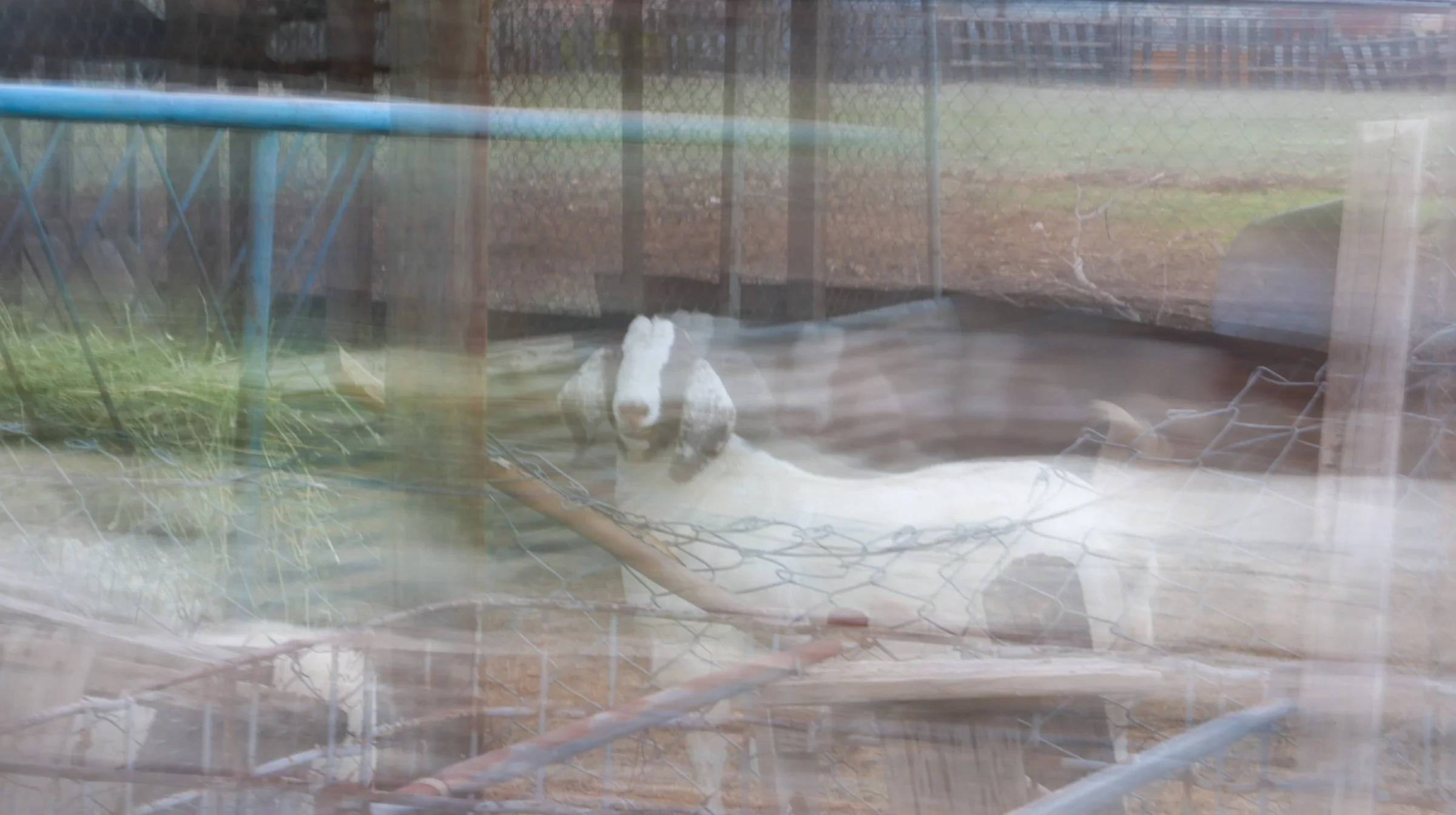 mashup—animals and Isabella_Neenma-51 copy.jpg