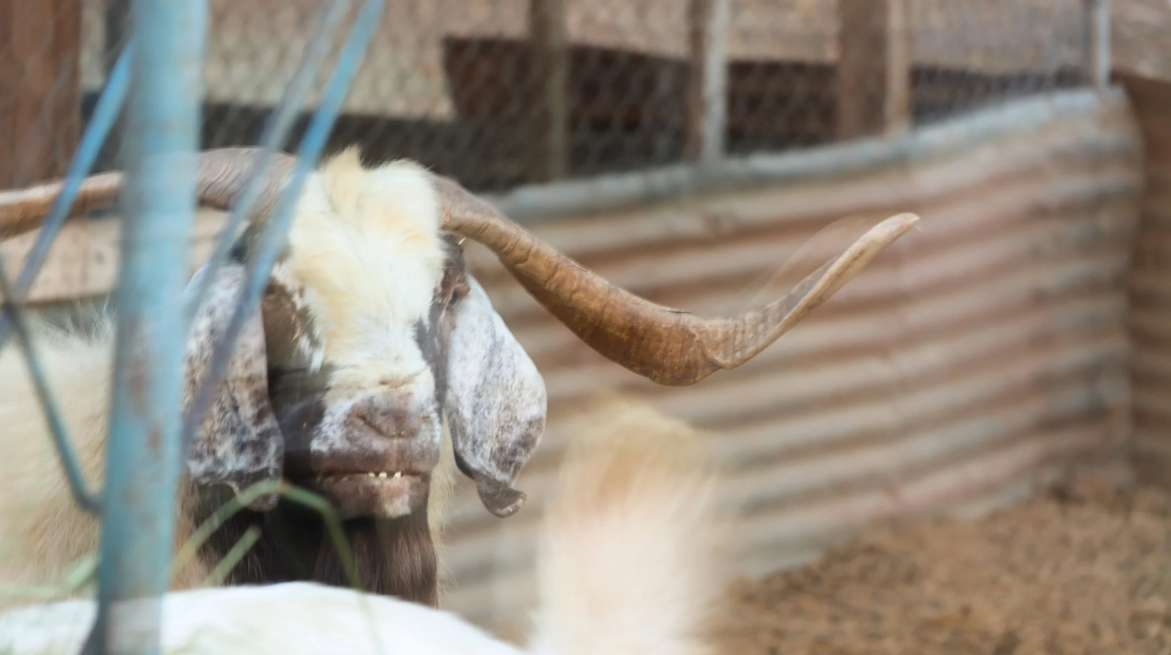 mashup—animals and Isabella_Neenma-40 copy.jpg