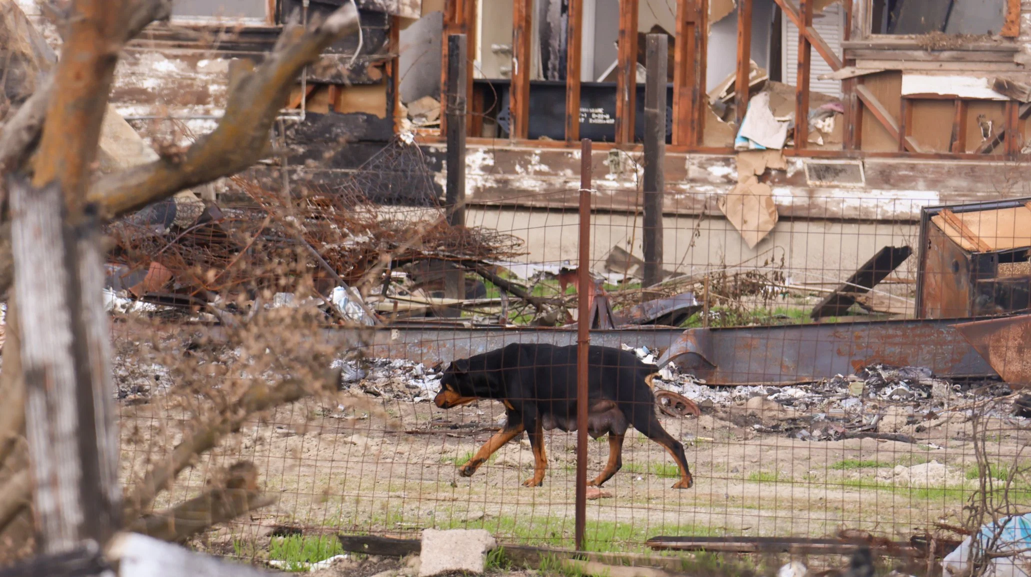 mashup—animals and Isabella_Neenma-10 copy.jpg