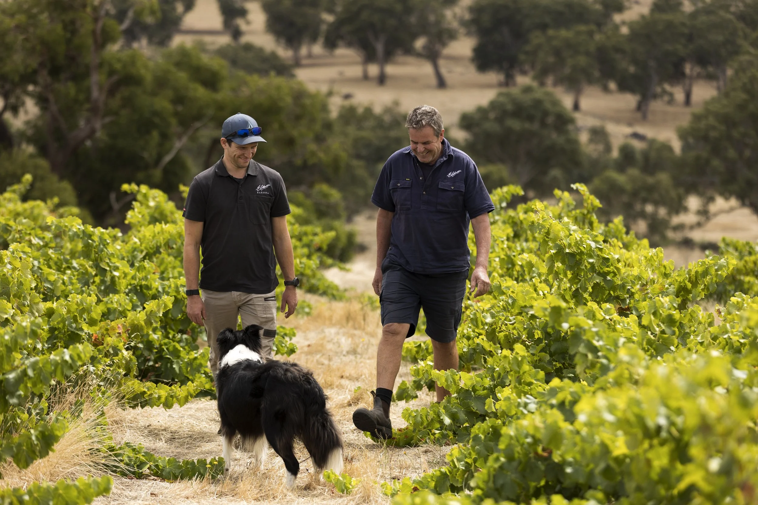 Two men walking through a vineyard with a black and white dog, surrounded by green grapevines and trees in the background on a sunny day.
