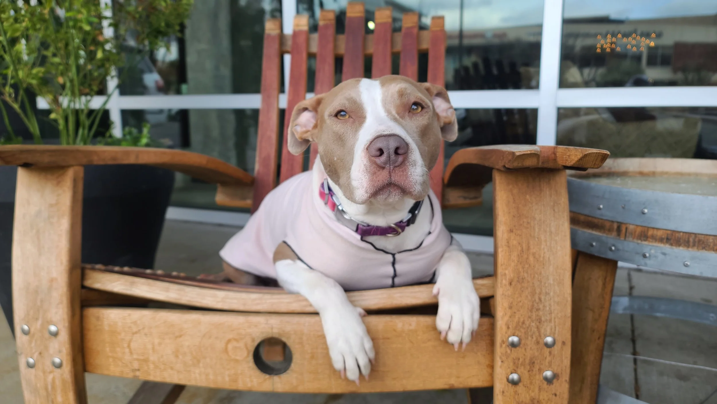 Basic Obedience training class @ PP Redmond