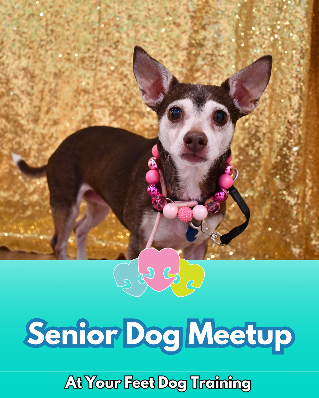 Free Senior Dog Meetup