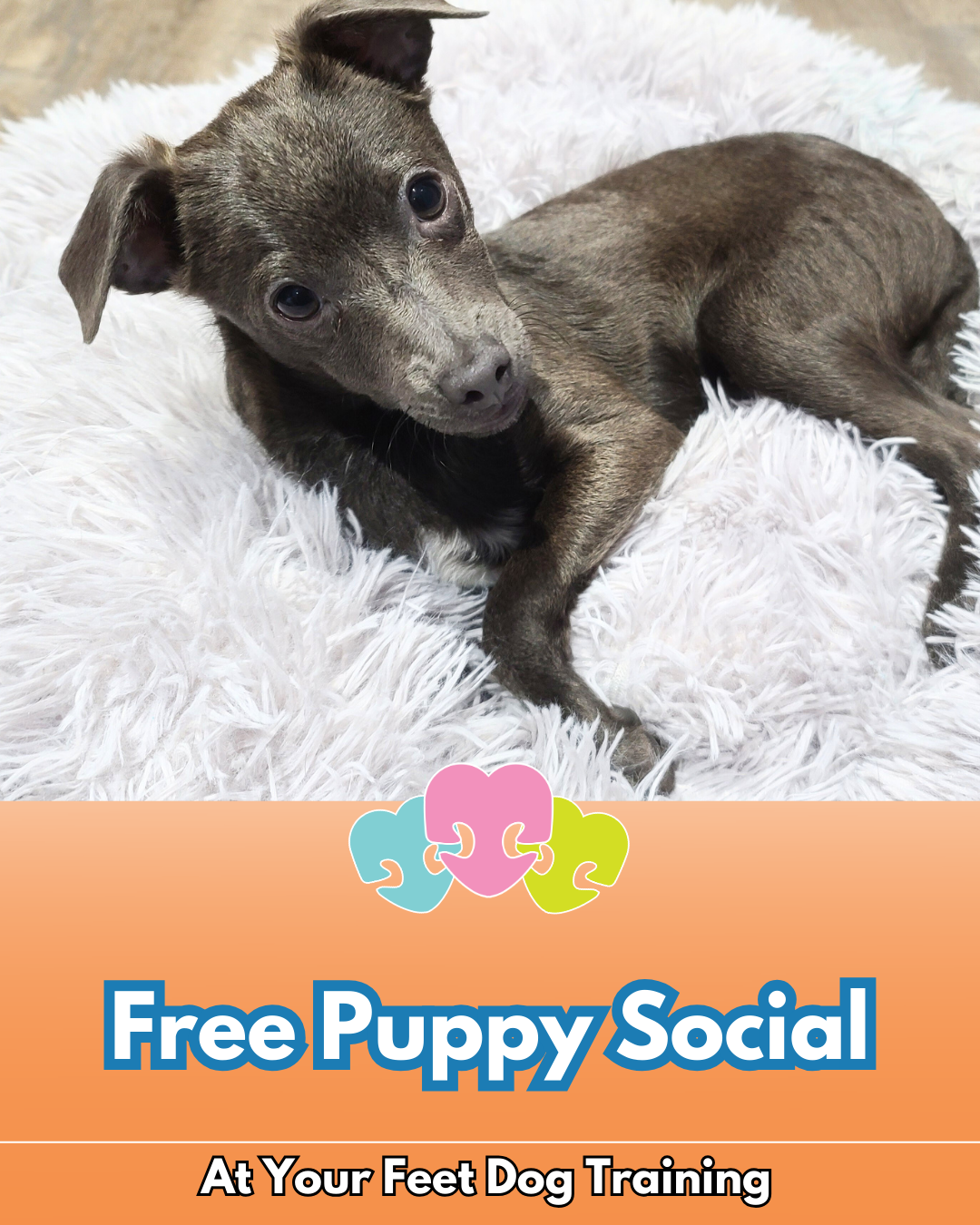 Free Puppy Social Hour 