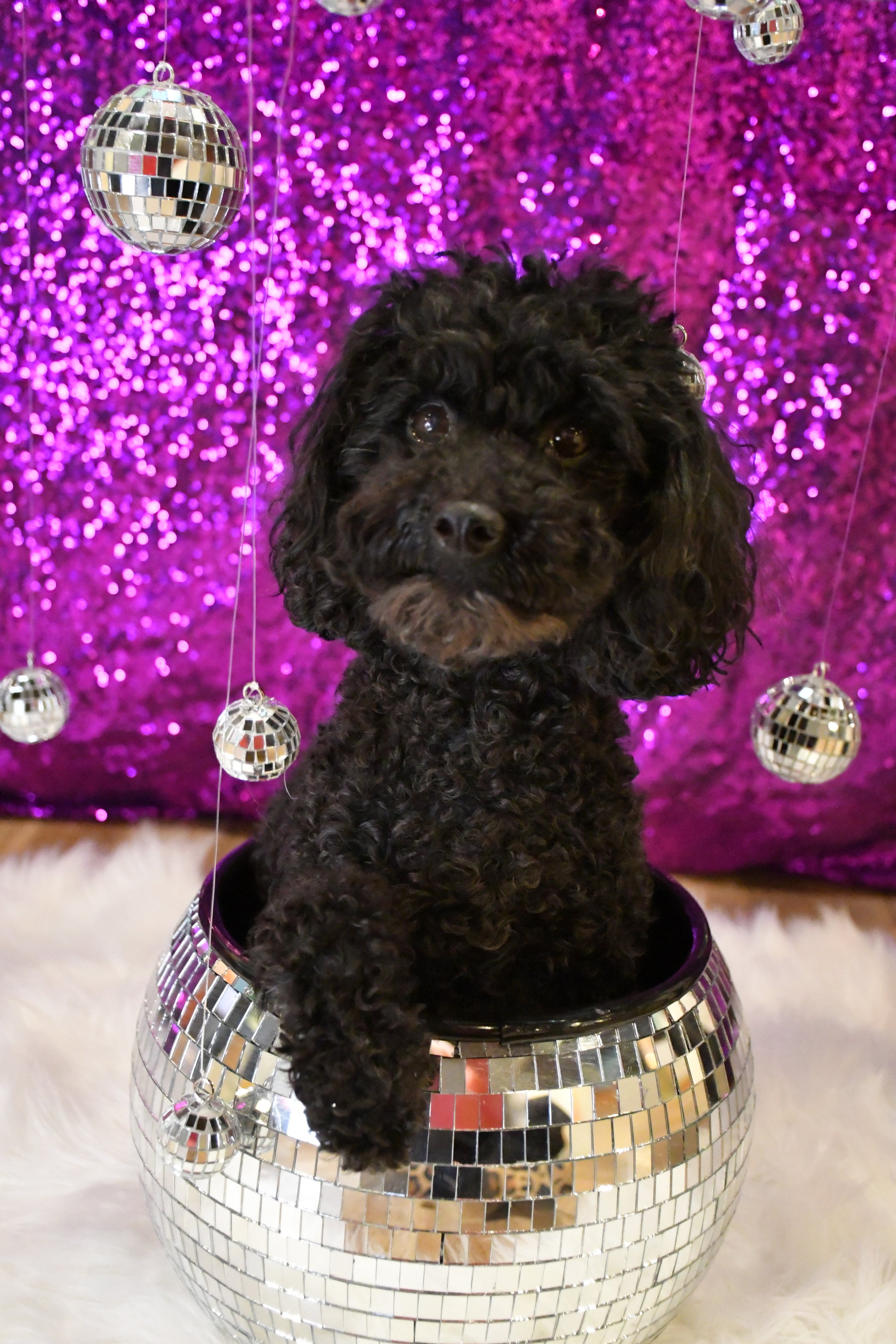 small black poodle with purple sparkly background sitting in a disco ball