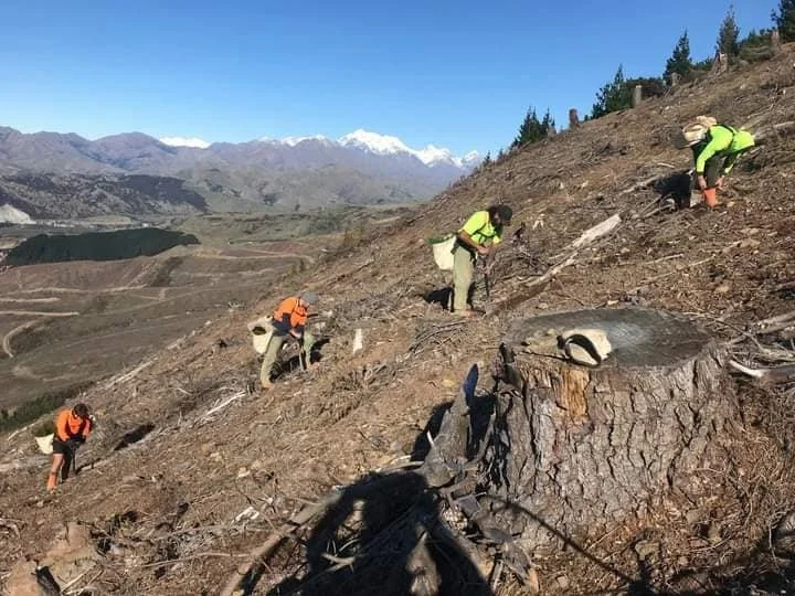 Forestry-Replanting-Step-Hill.jpg