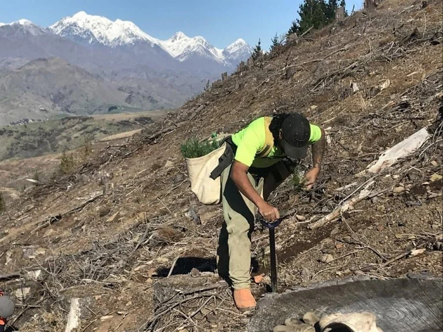 Cleared-Forest-Replanting.jpg