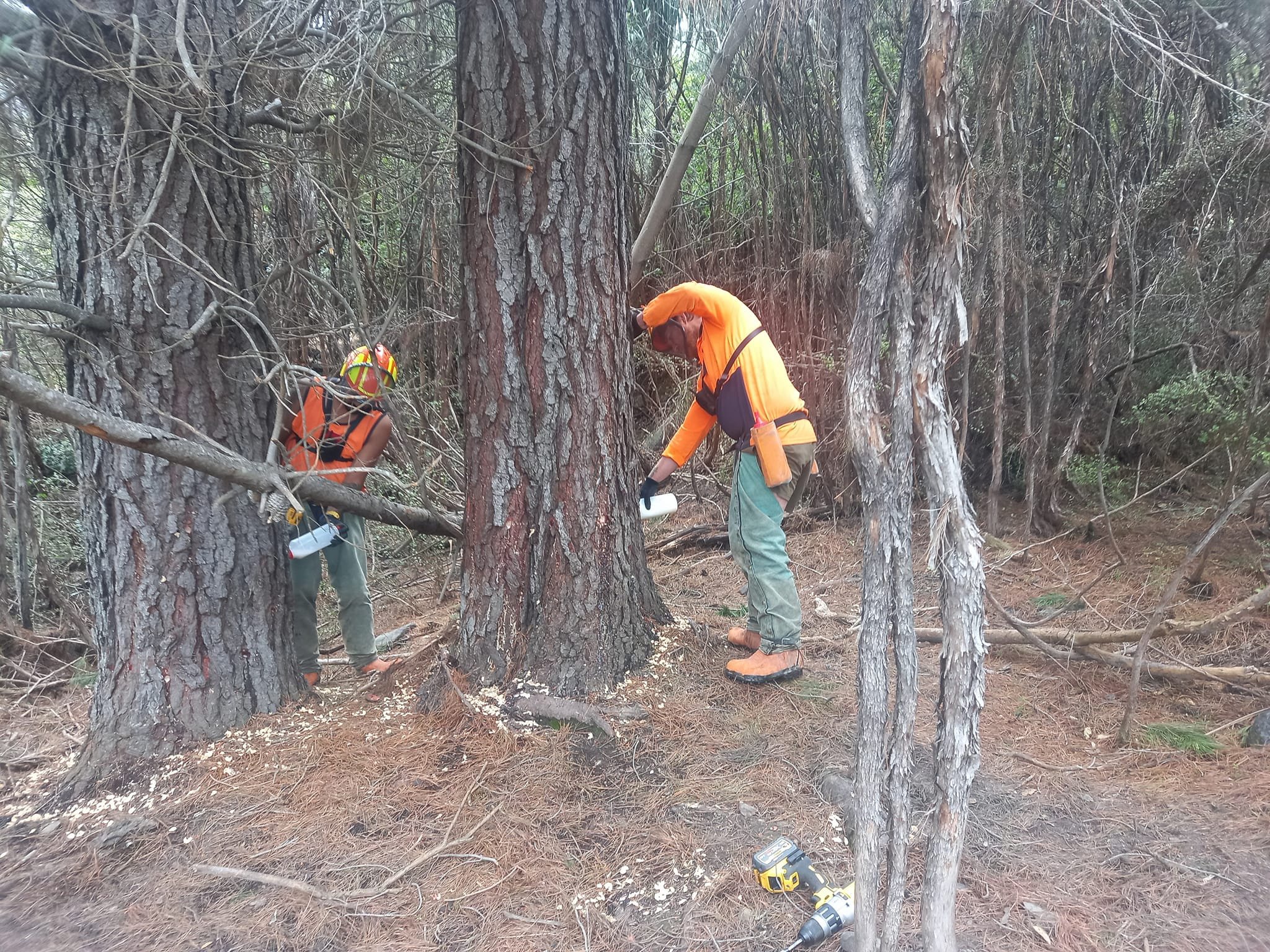 GrowSafe-TreeSafe-Chemical-Thinning.jpg
