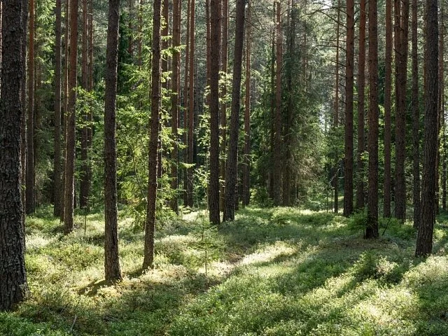 A dense forest with tall pine trees and green foliage, sunlight filtering through the canopy, and a narrow dirt path running through the forest floor covered in green moss and grass.