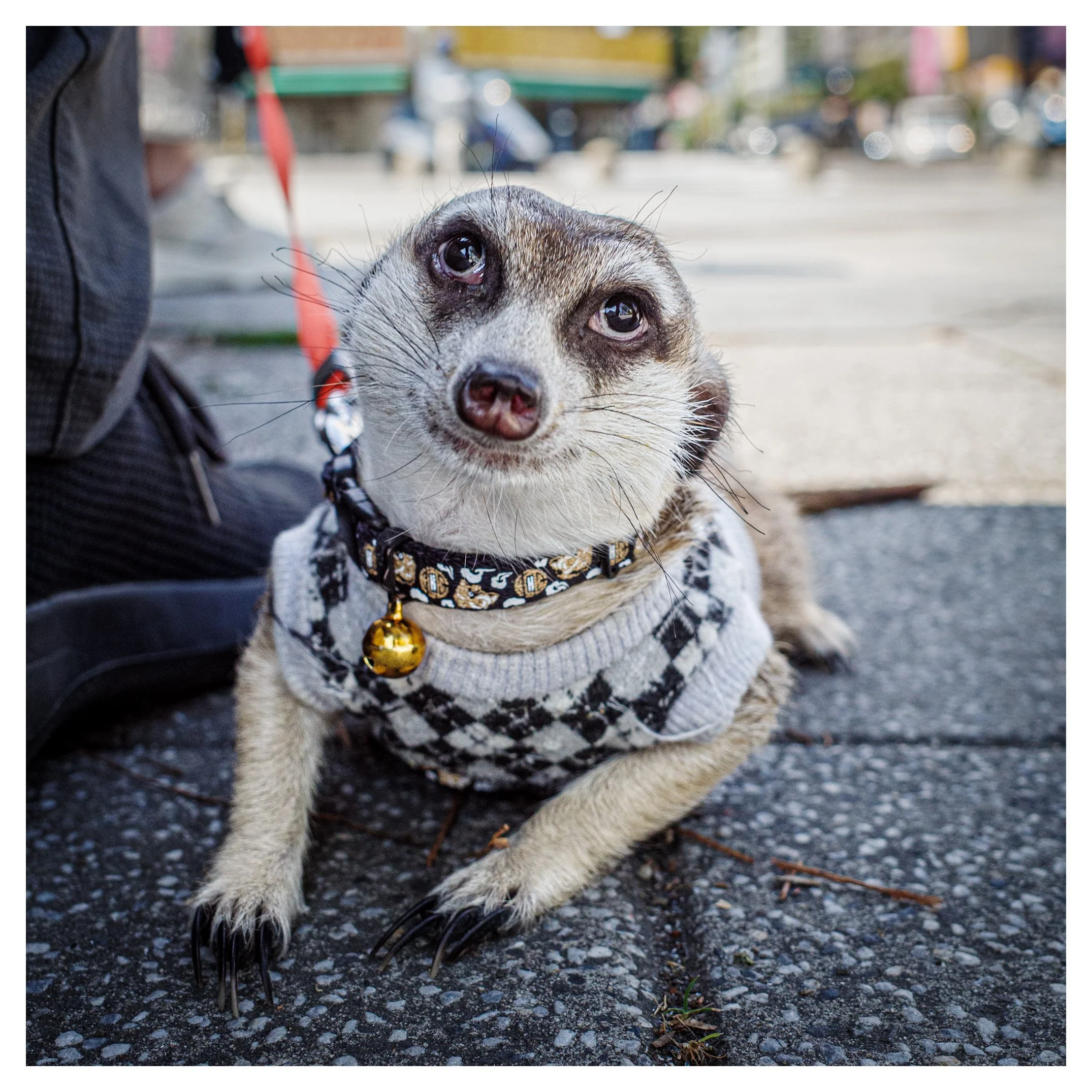Day 114/365 Street Level: When the Sidewalk Becomes the Stage
