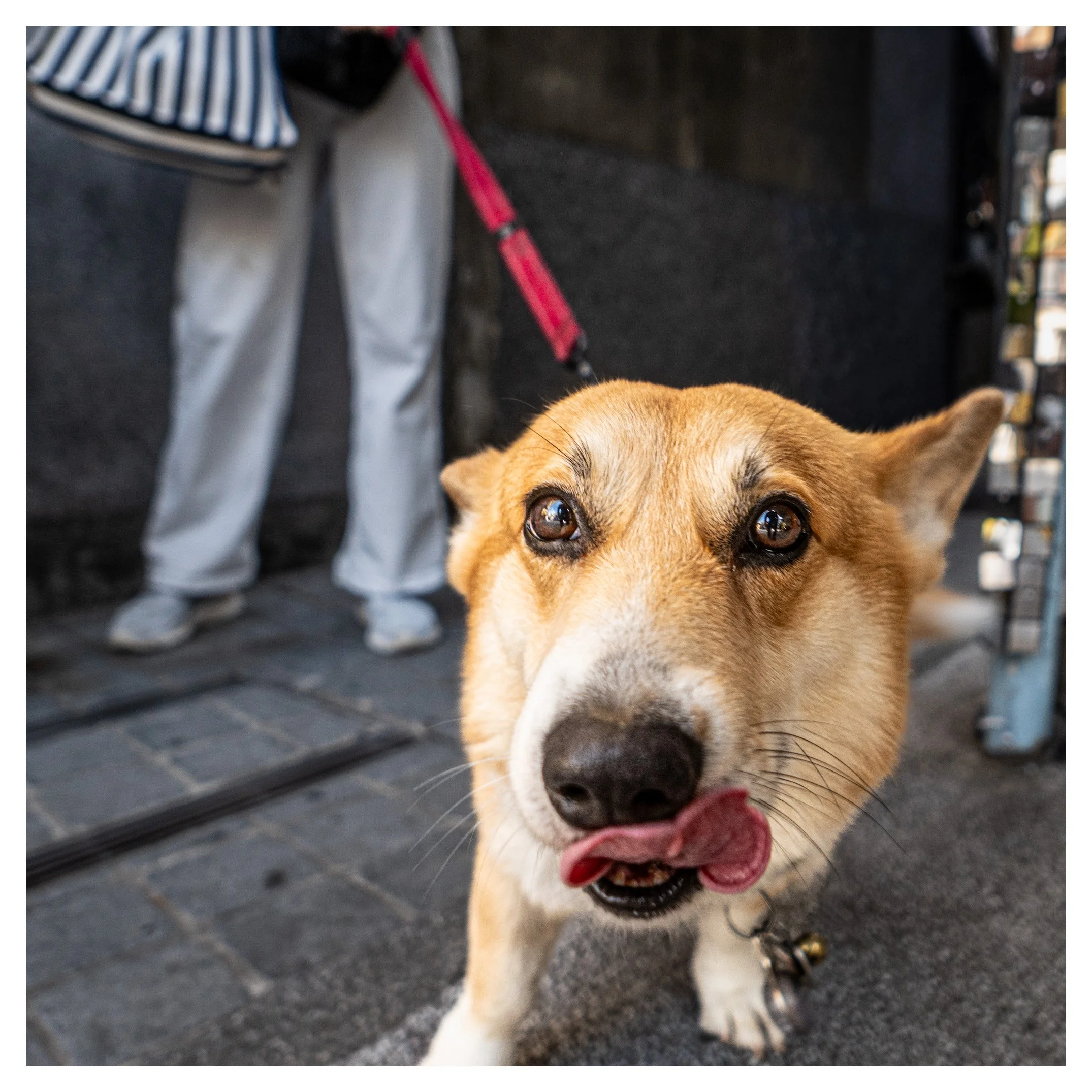 Day 138/365 The Streets at Corgi-Level: A Lesson in Perspective