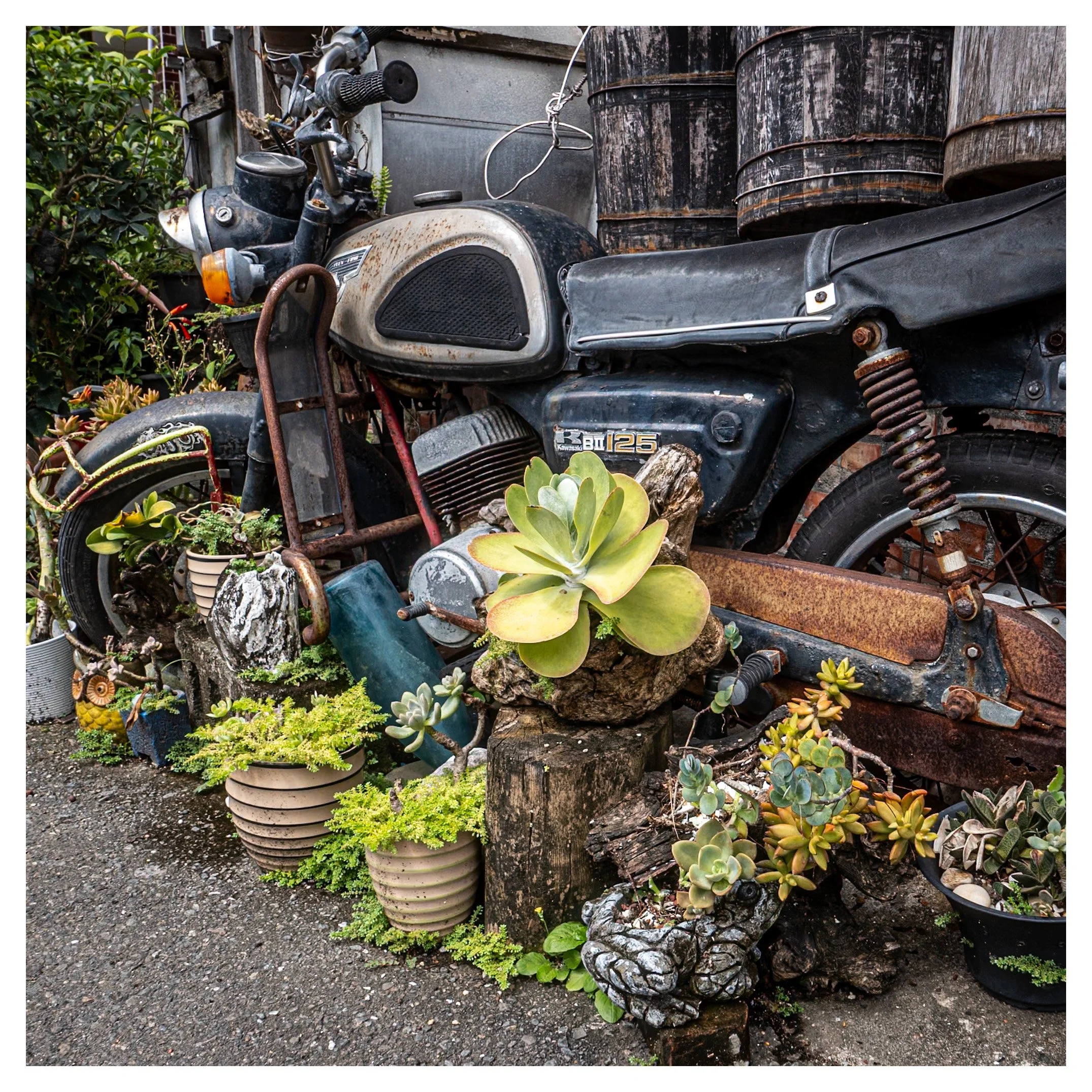 Day 348/365 Rust in Bloom: A Retired Kawasaki and Its Garden of Succulents