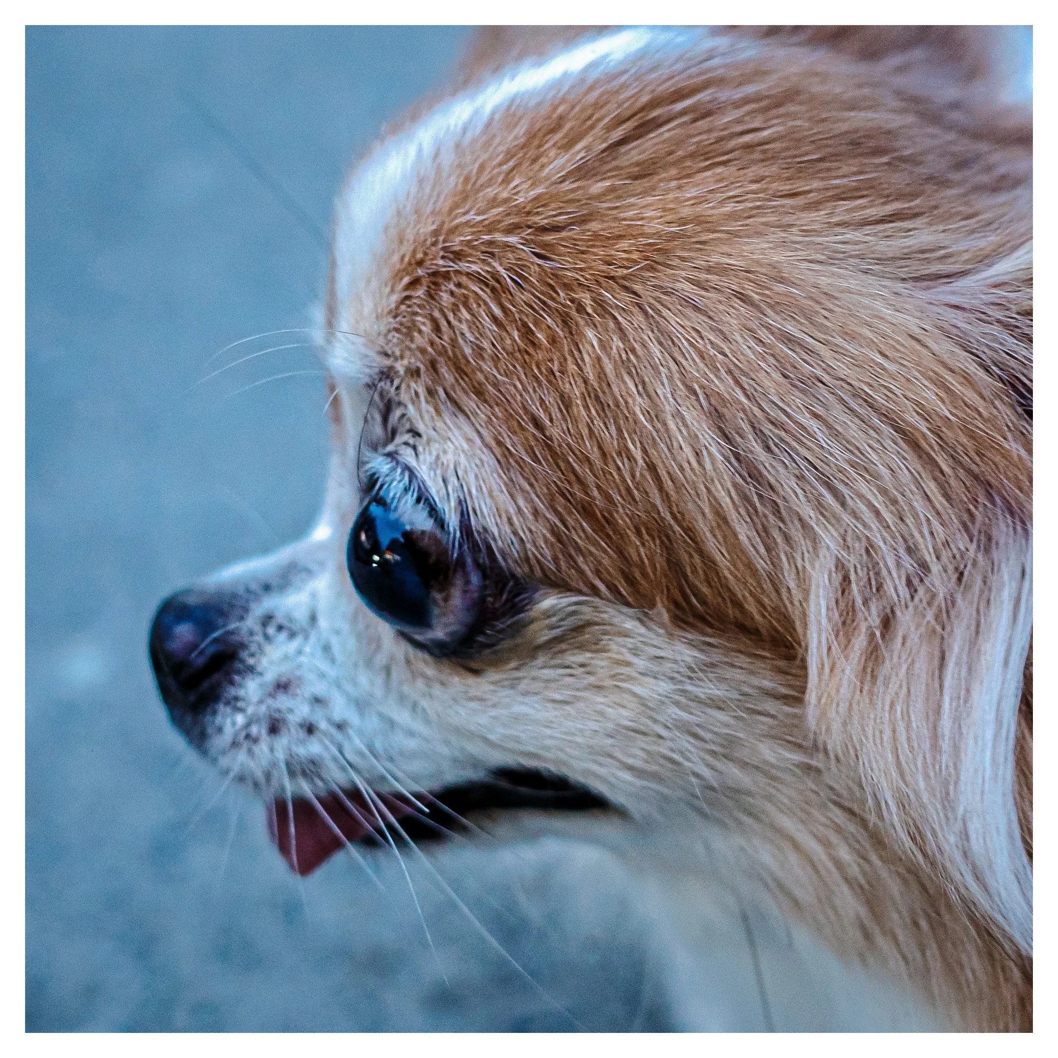 Day 284/365 The Almond Eye: A Macro Study in Fur and Focus