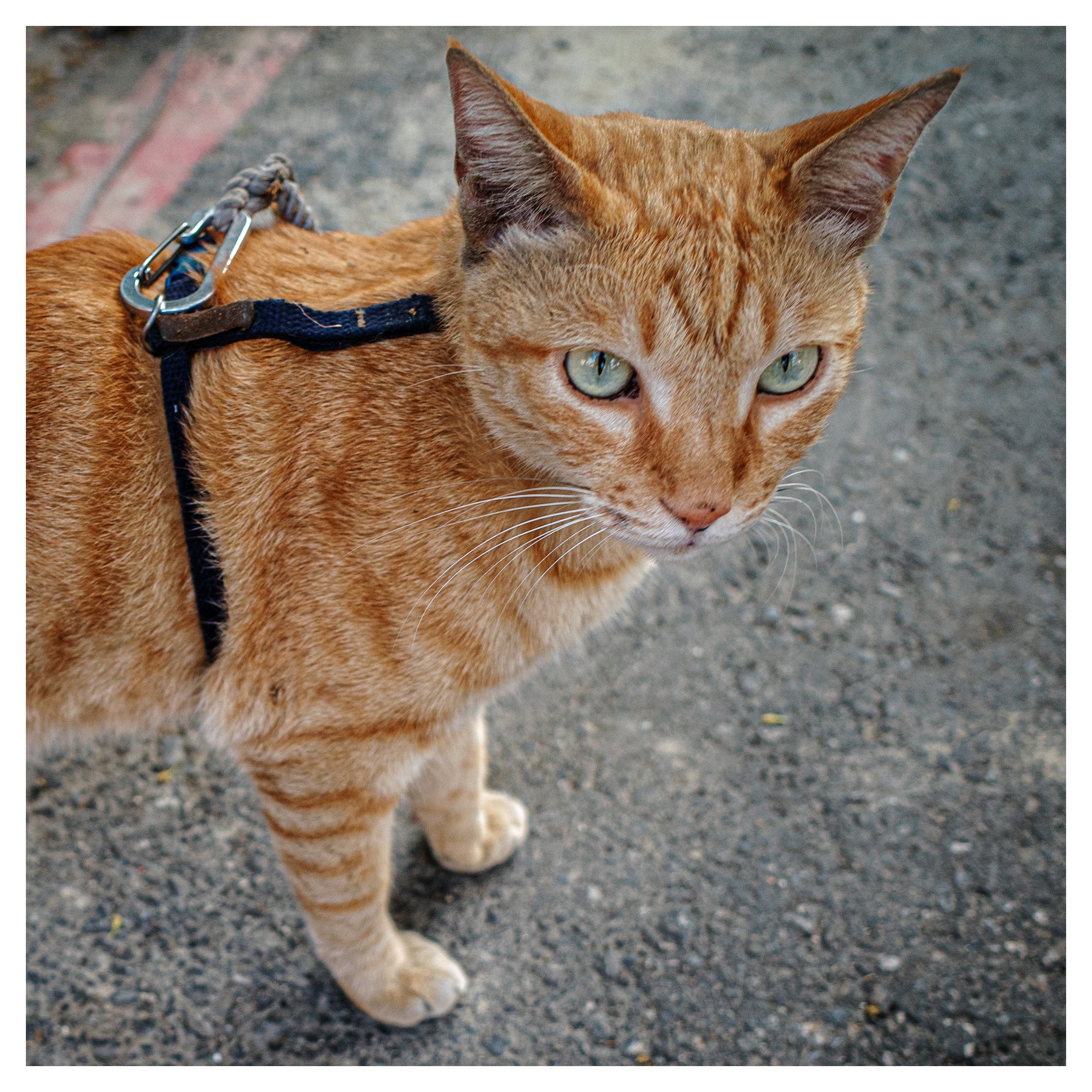 Day 155/365 The Urban Familiar: Capturing the Spirit of QQ