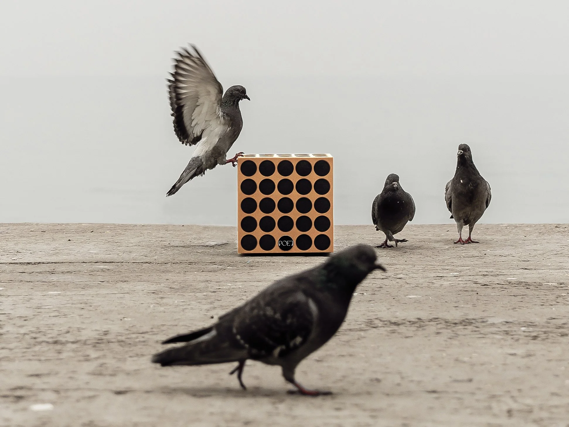 Vier Tauben auf einer Holztisch, eine Taube fliegt, eine steht auf einem Spielstein, und eine weitere sitzt auf dem Tisch, bei grauem Himmel.