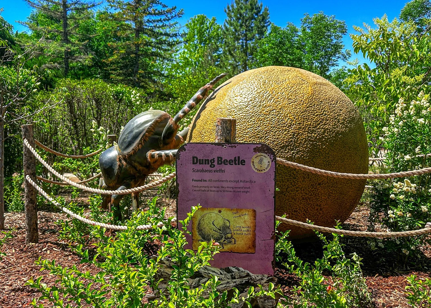 Dung-Beetle_IMG_3923.jpg