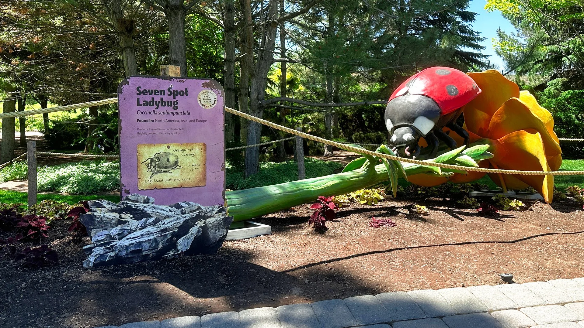 Seven-Spot-Ladybug_IMG_3920.jpg