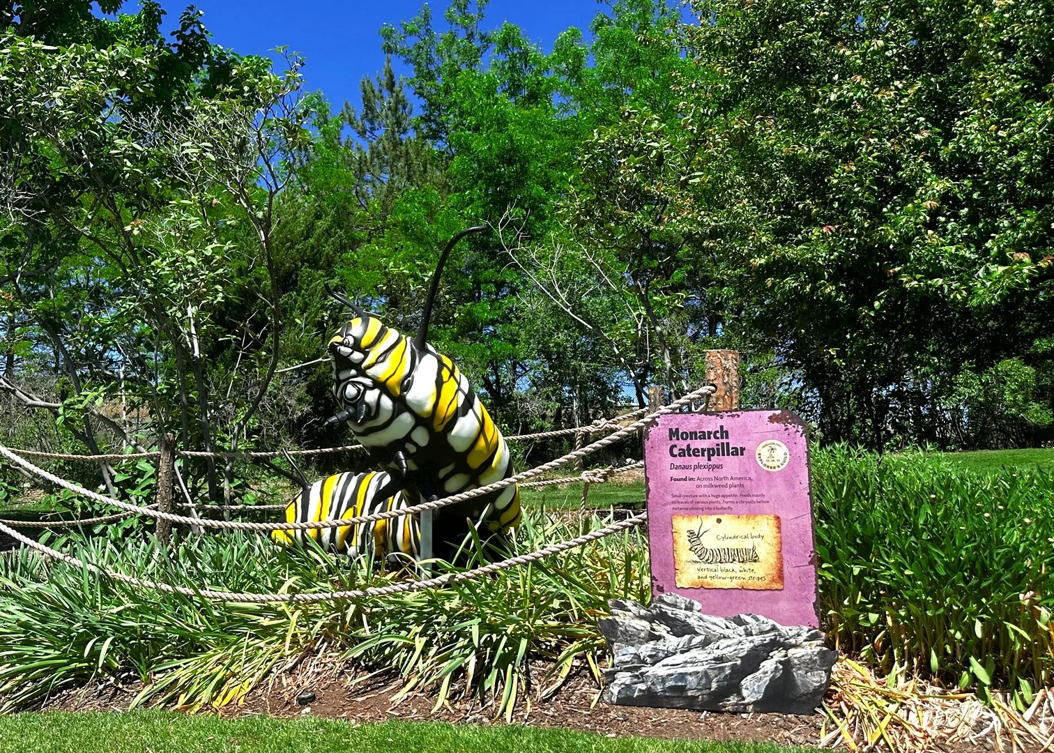 Caterpillar_IMG_3925.jpg