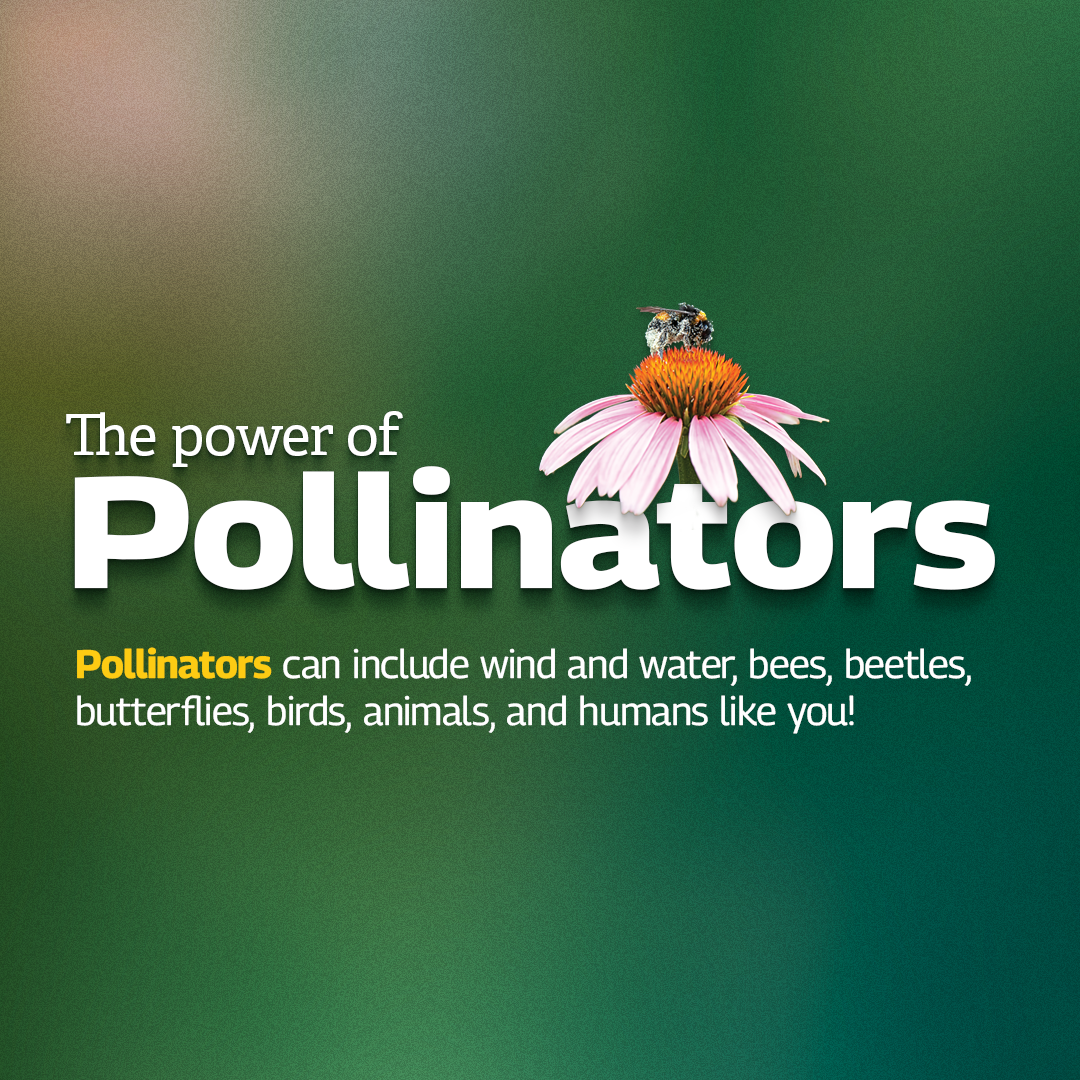 Power of Pollinators