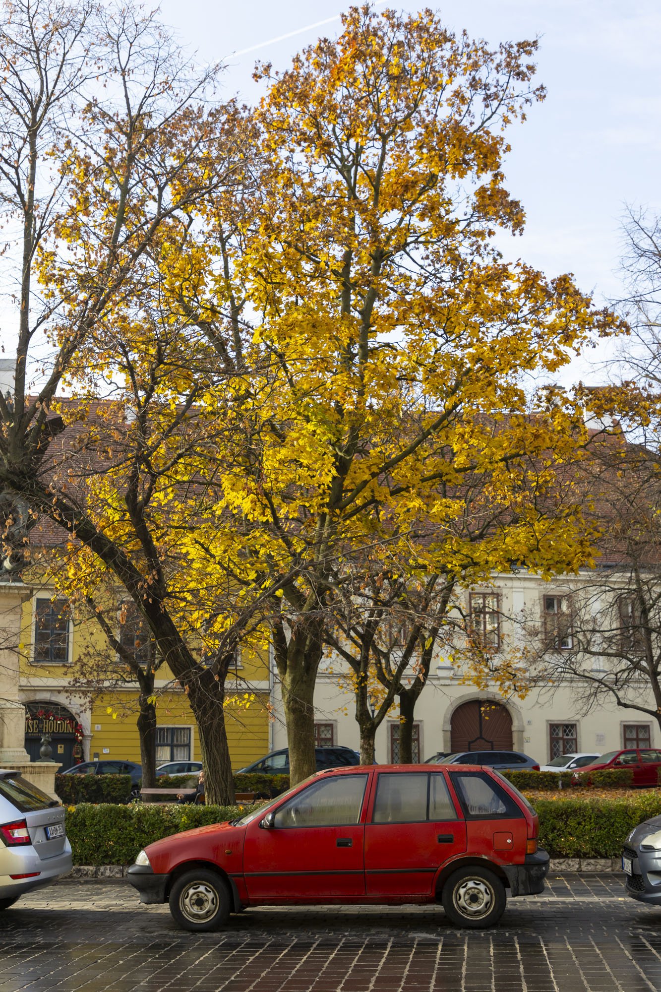 An old red car is parked underneath a tree in autumn in Budapest.